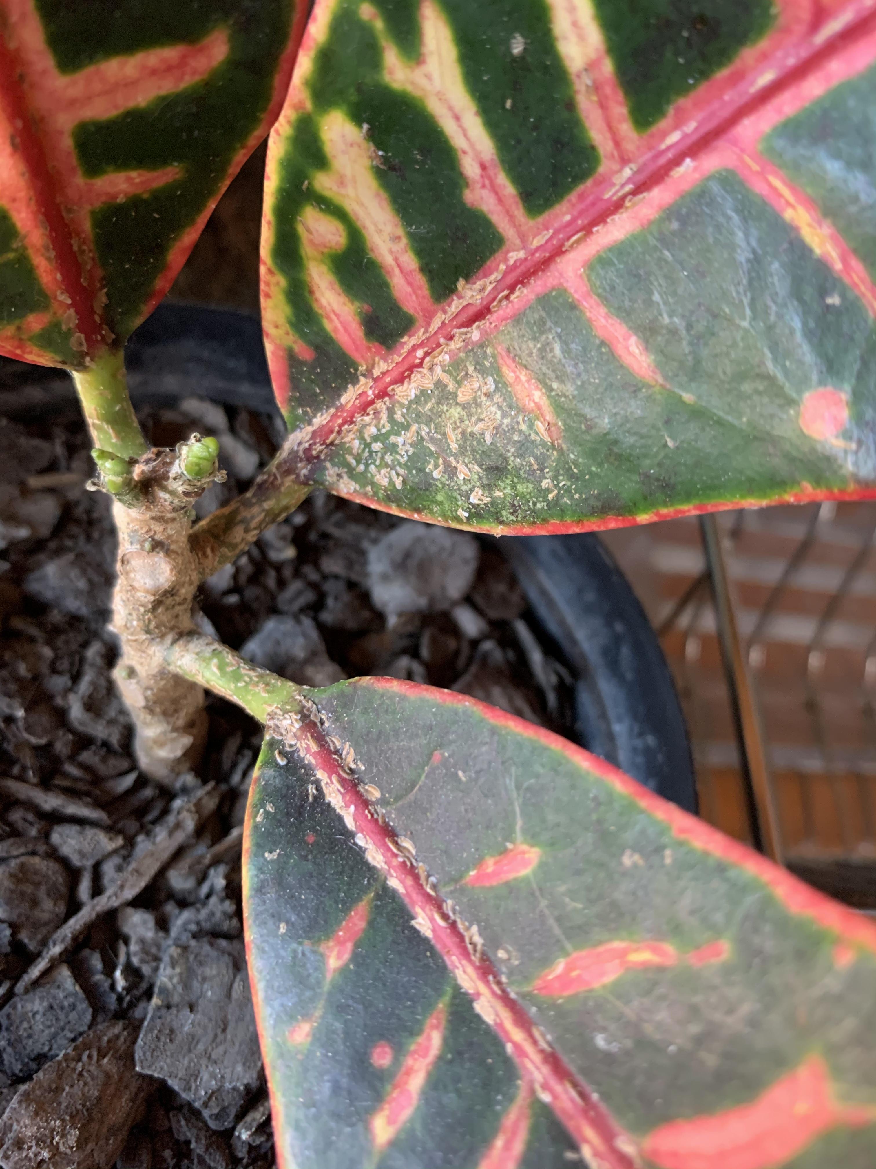 What’s this brown stuff on my croton? r/plantclinic