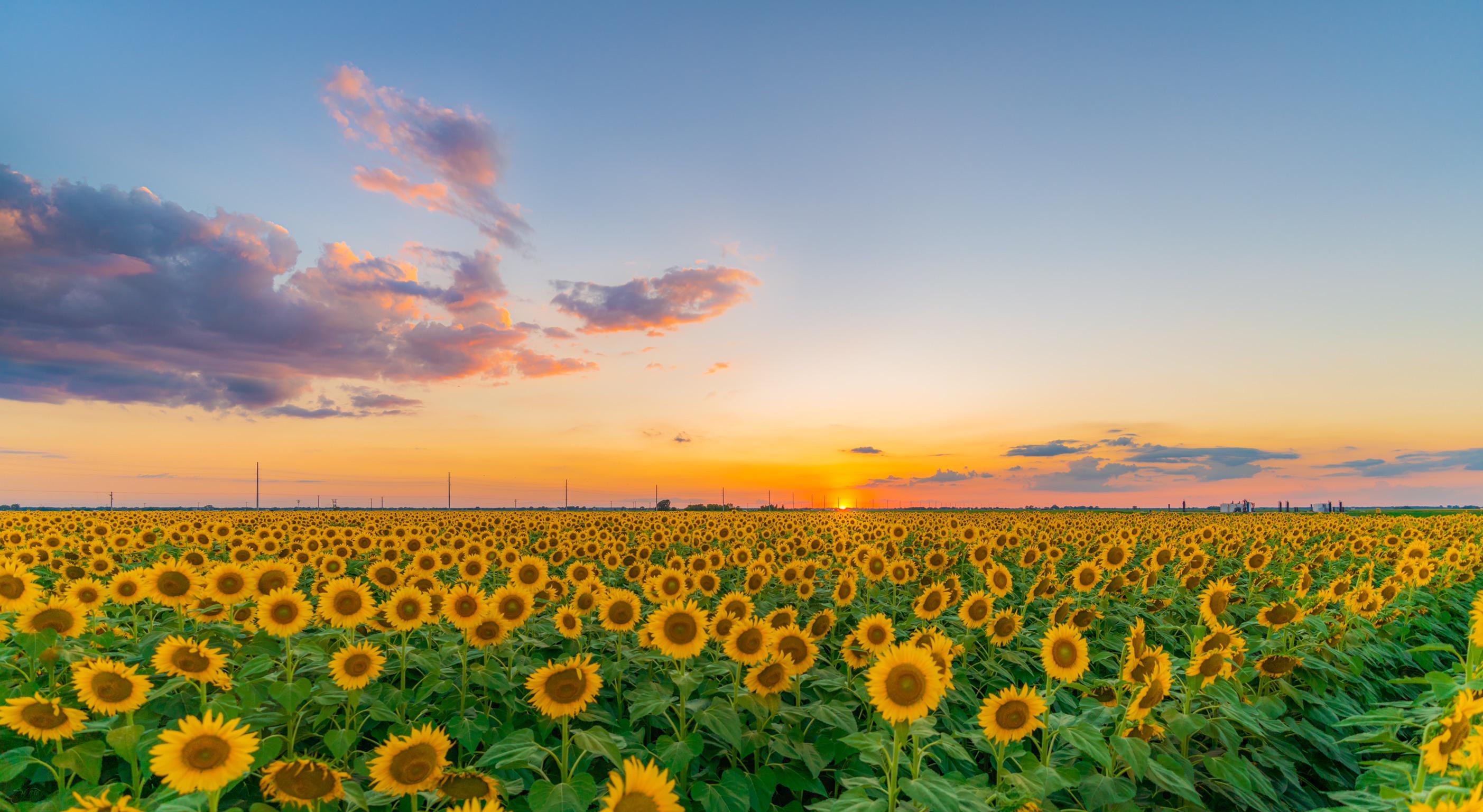 ITAP of a sunflower field in central Texas r/itookapicture