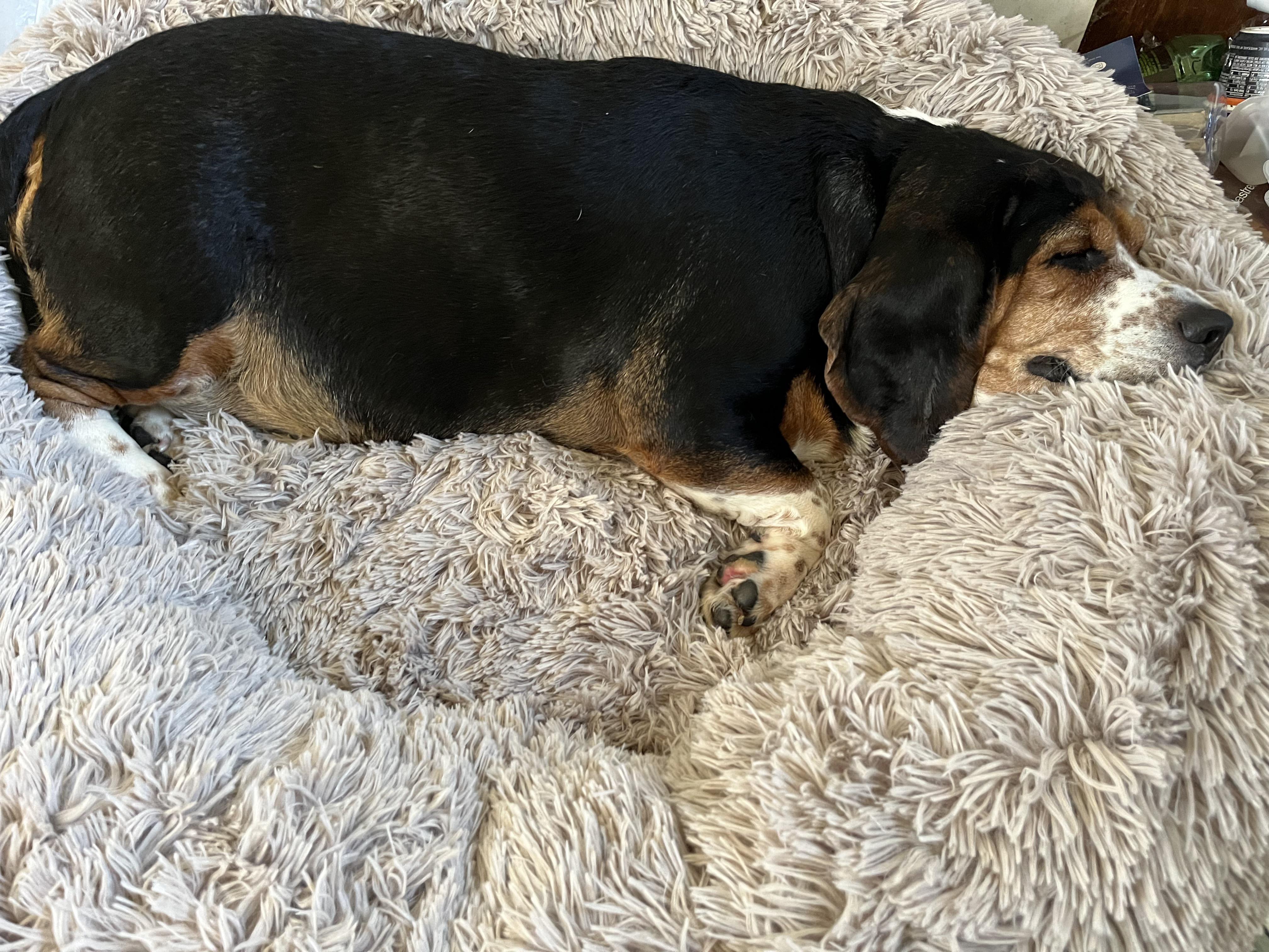 Ruby sleeping on best Costco dog bed ever r/Costco