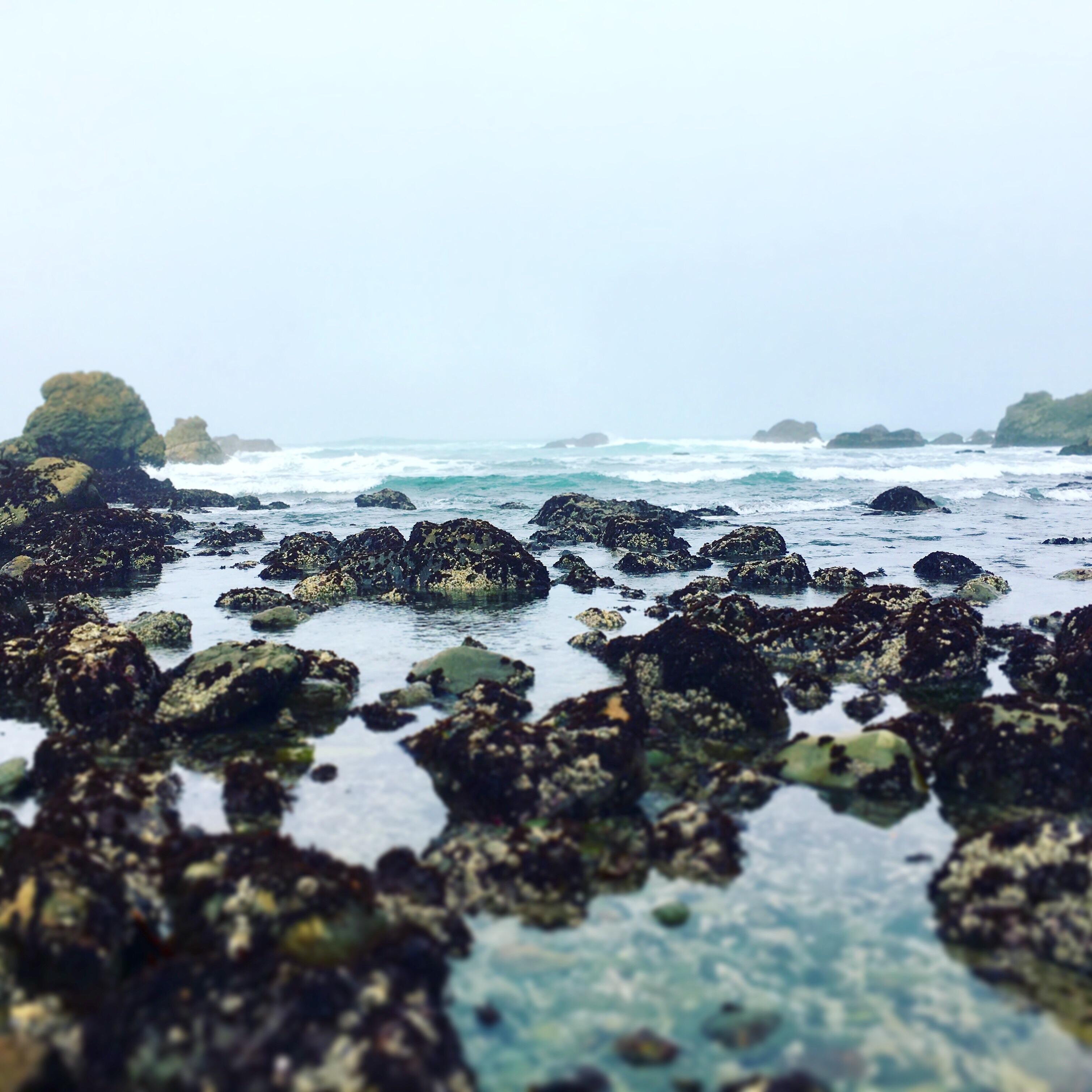 Mackerricher State Park Fort Bragg, Ca [OC][1334 x 750] r/EarthPorn