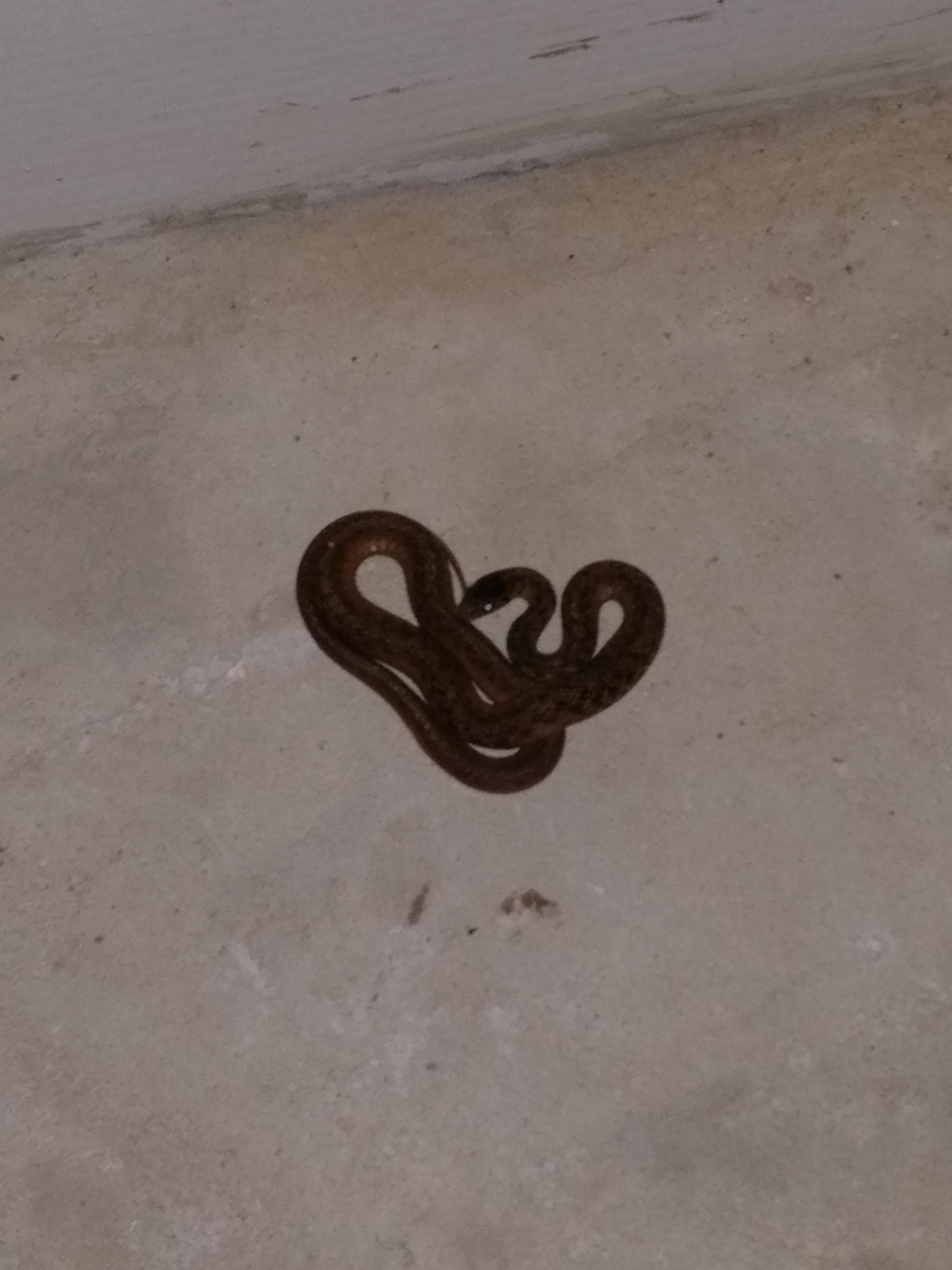 Help identify. Baby snake found in basement in Bethesda, MD near the