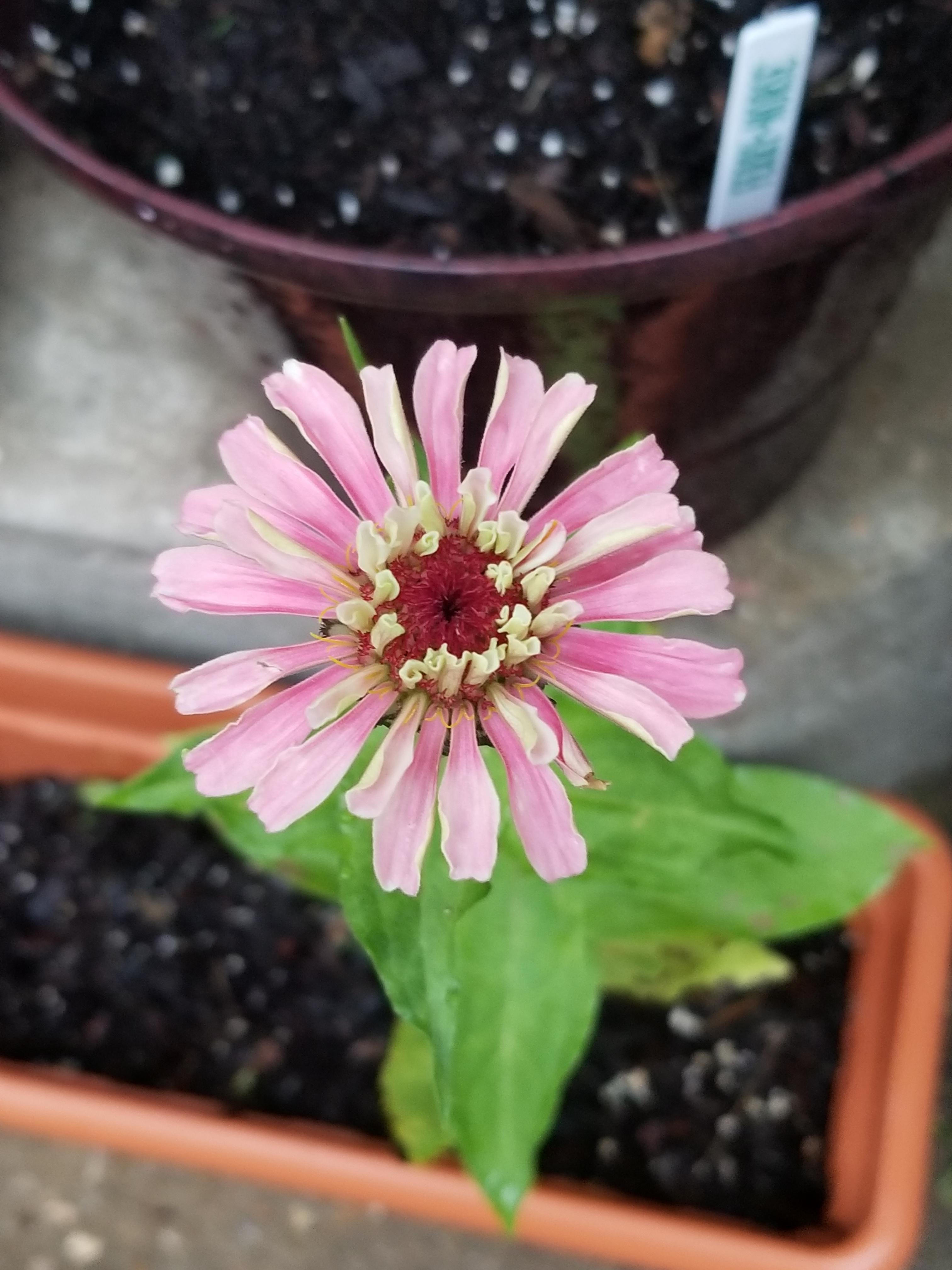 Should I be fertilizing zinnias? This one looks...wimpy? r/gardening