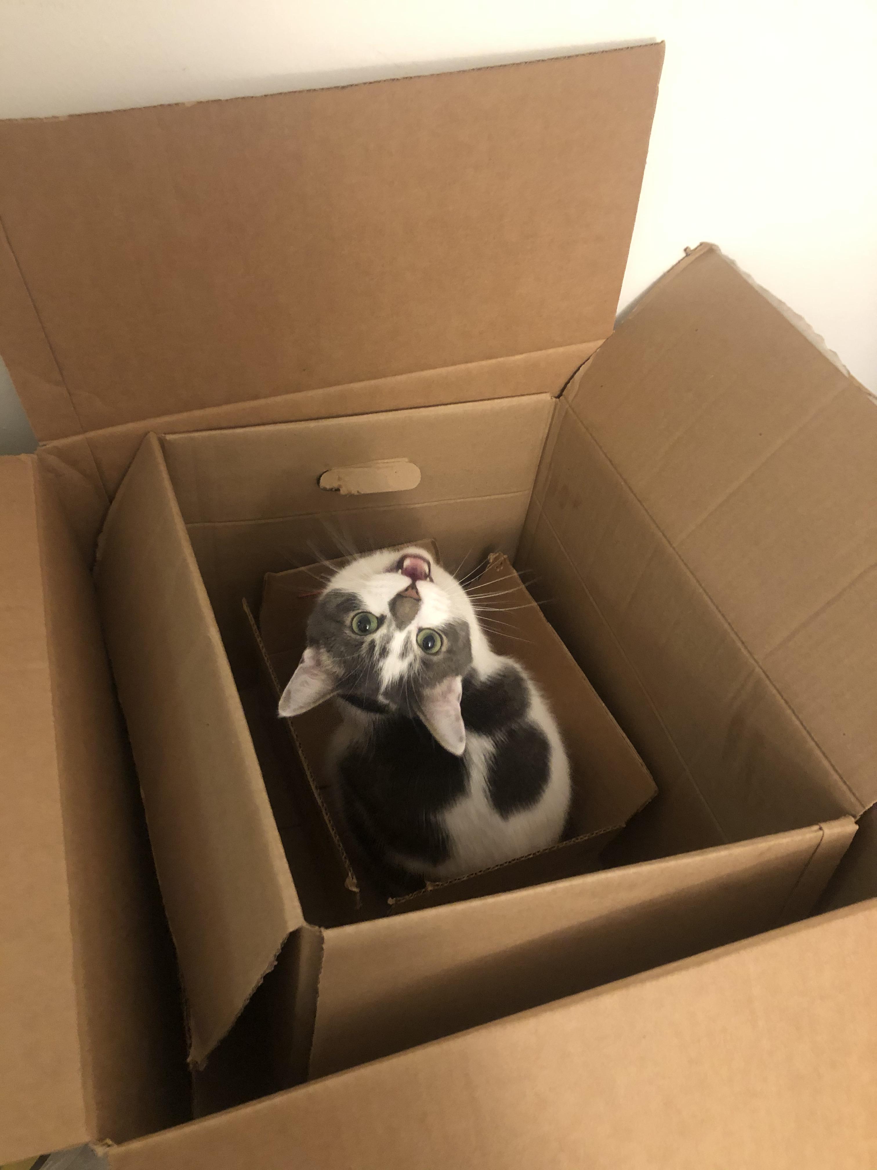 A box...in a box...in a box... a cat’s idea of heaven r/cats