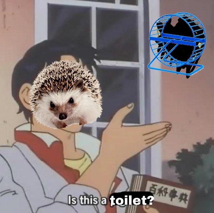 Some fresh hedgehog meme Hedgehog