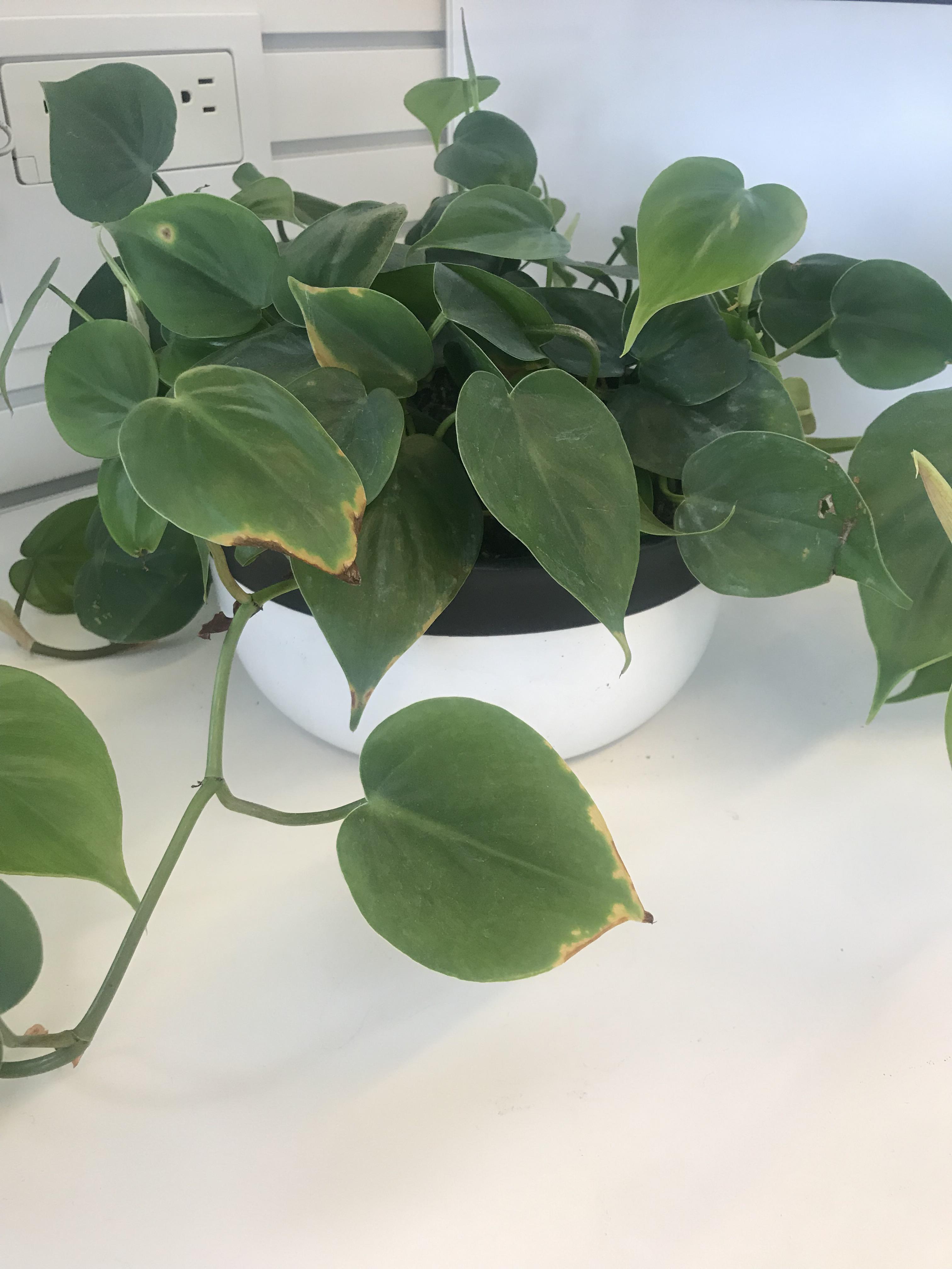 Are these leaves turning yellow/brown from overwatering? How do I help