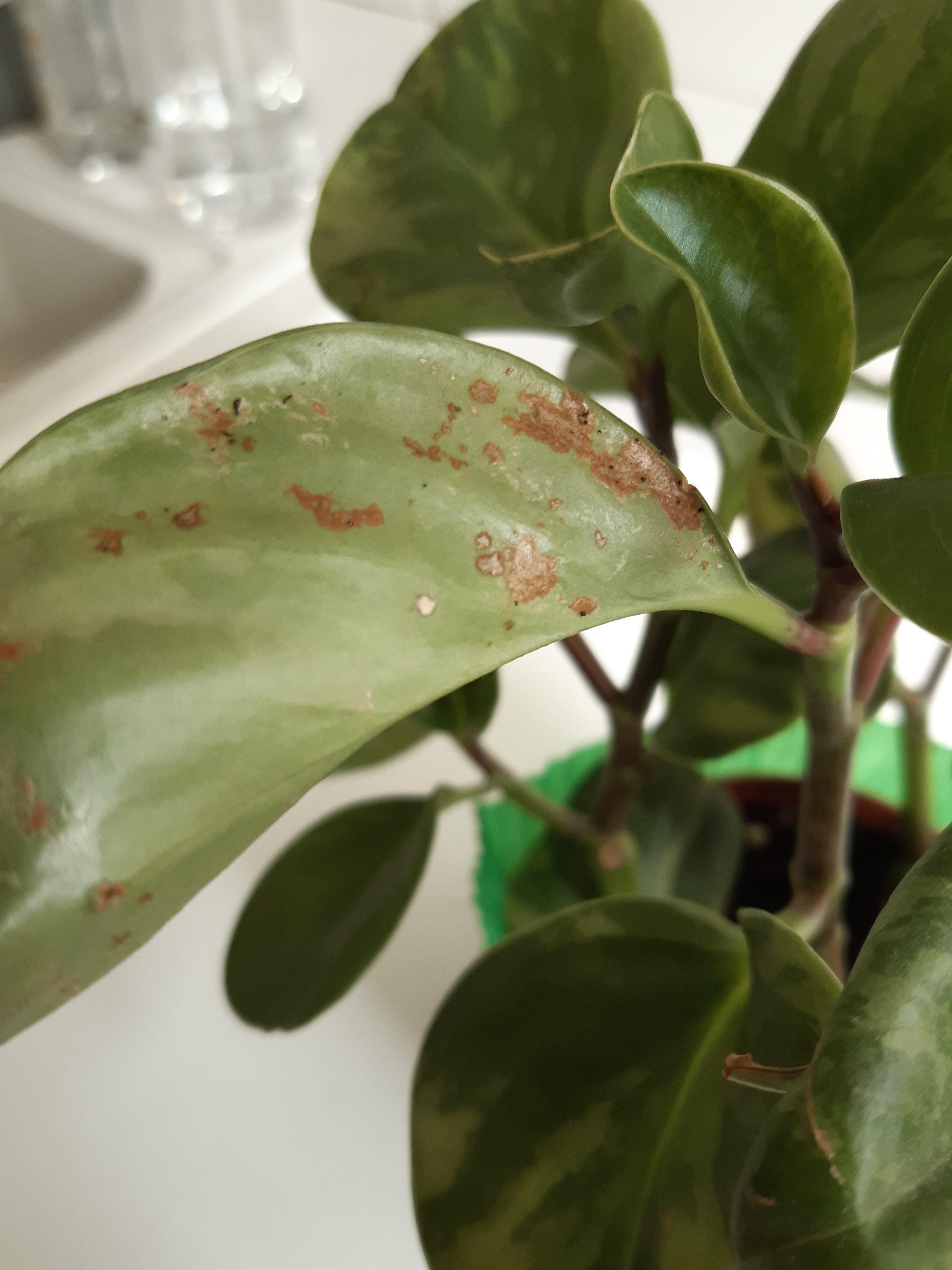 Peperomia with brown spots under leaves ?? please help ! It's in a