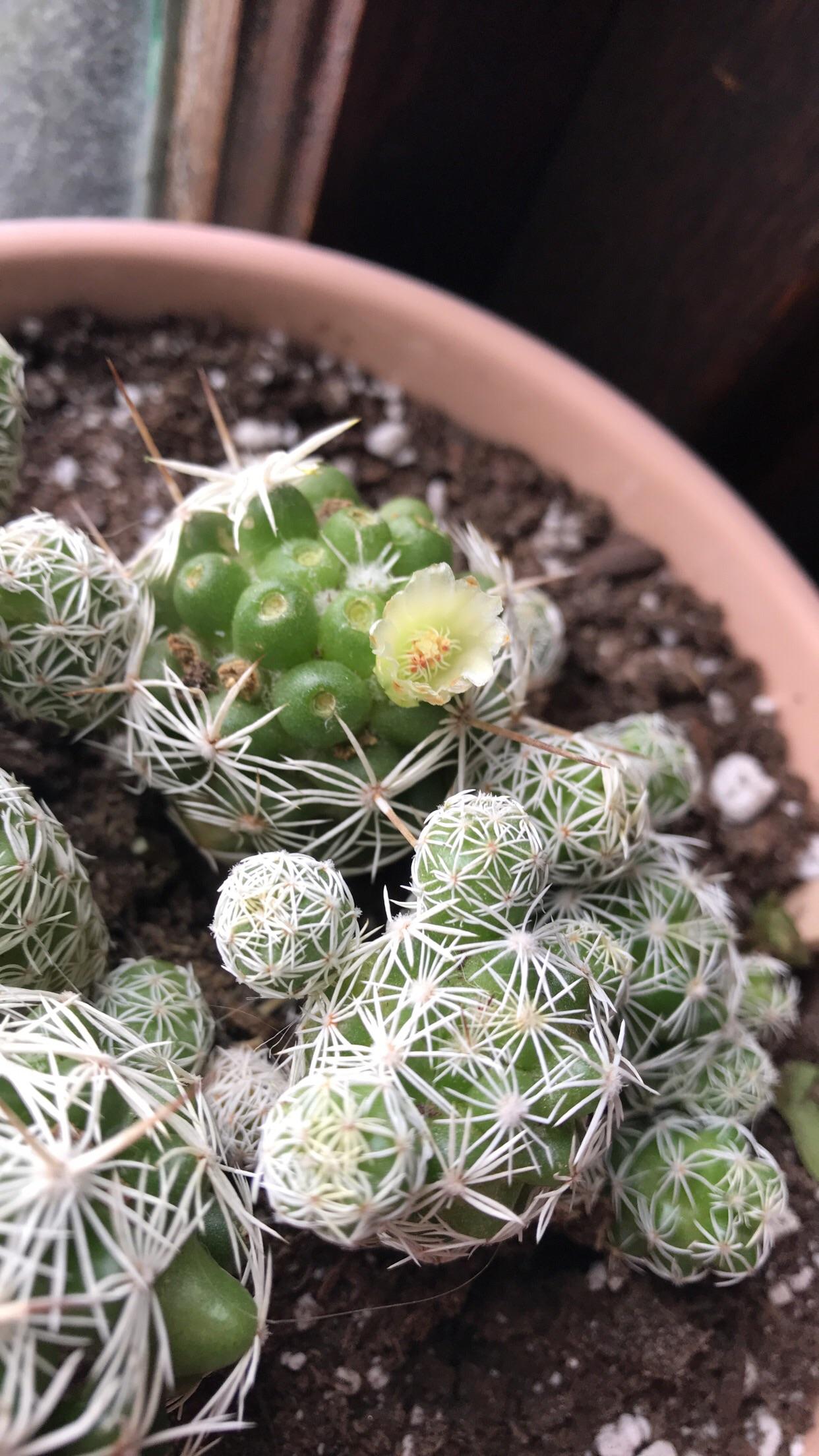 This little Home Depot purchase is happy to have had his fake flower