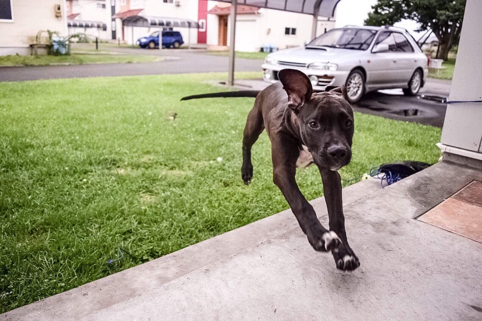 Puppy Zoomies r/Zoomies