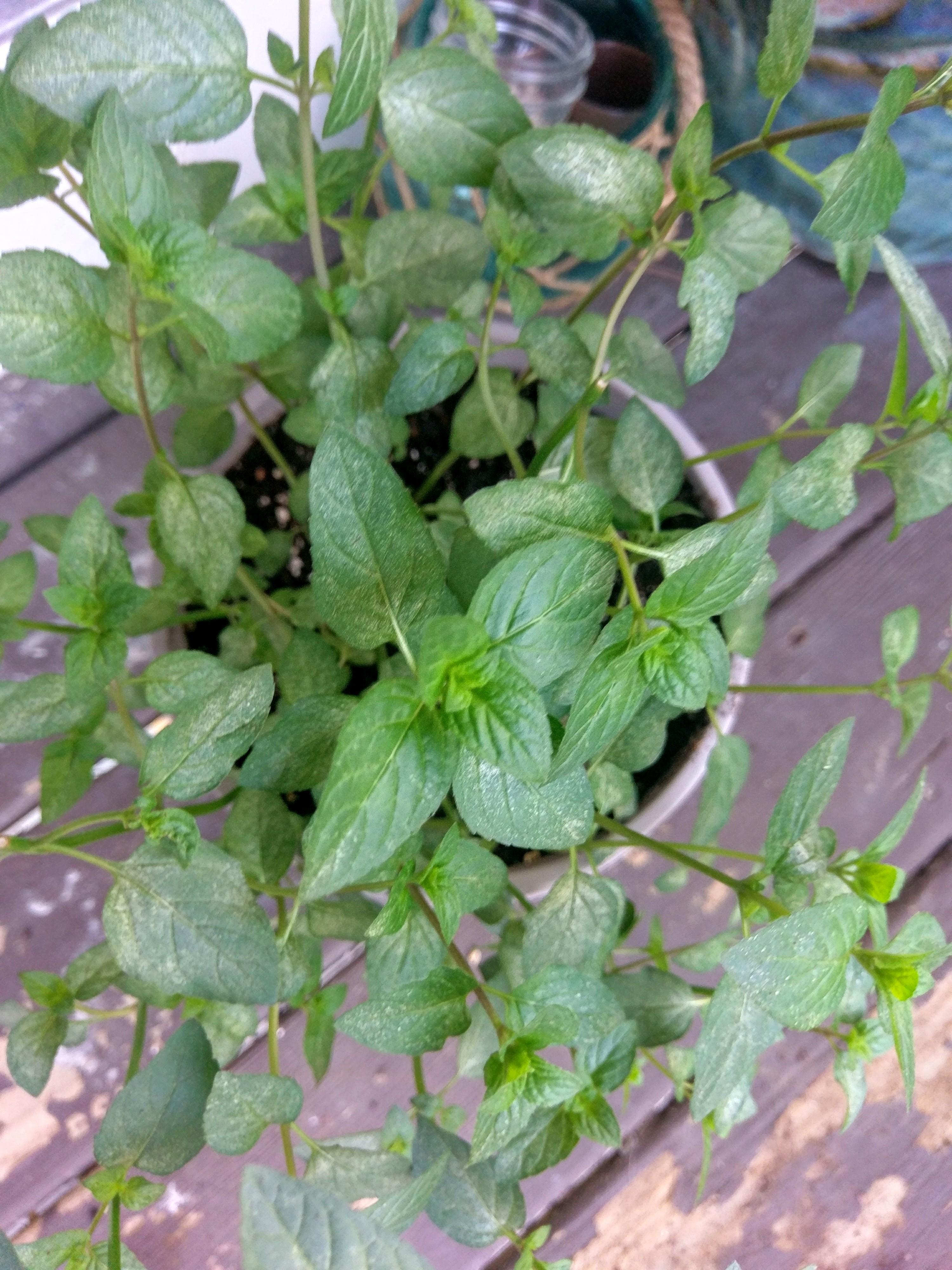 My mint plant has white spots which google tells me is spider mites
