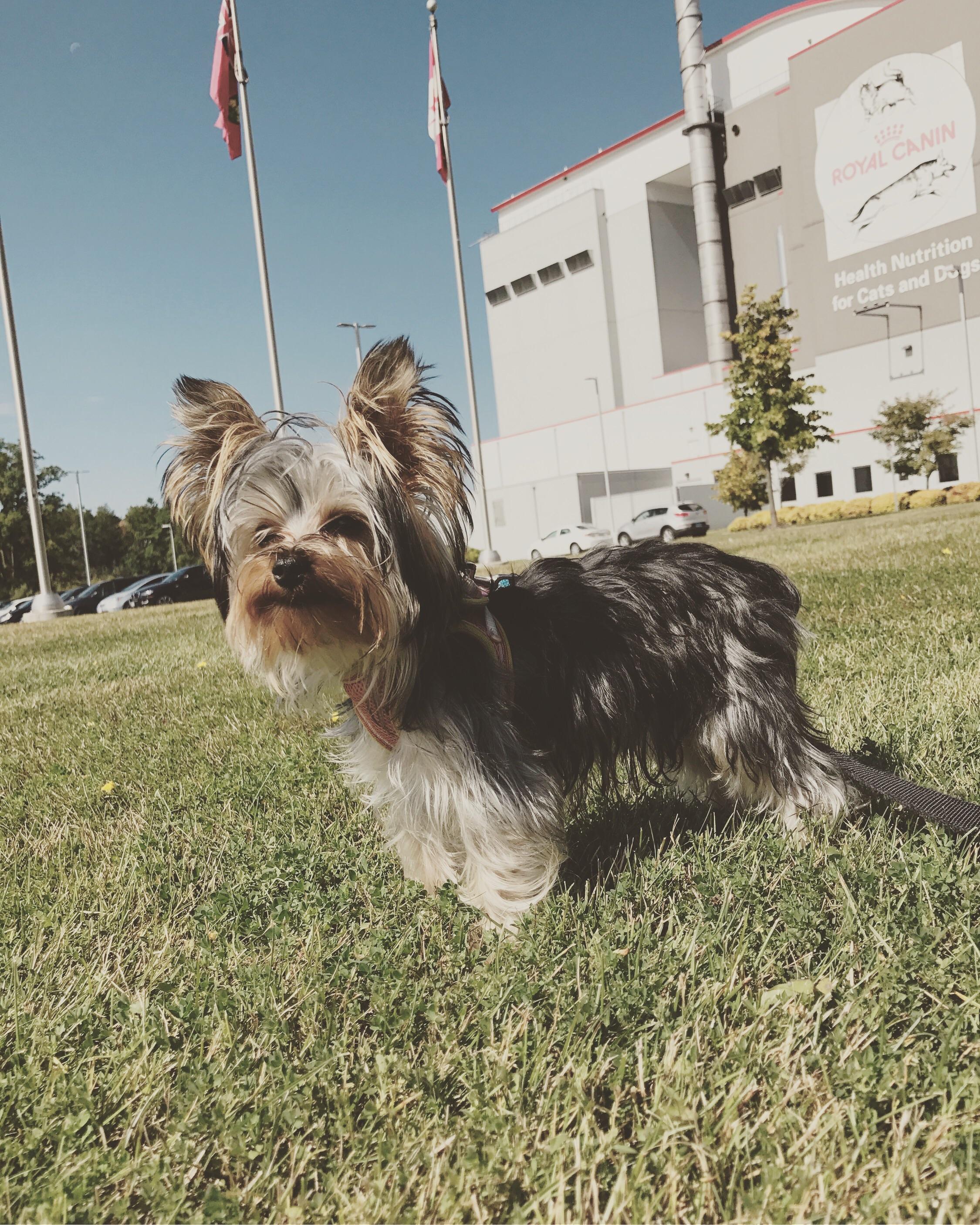 Archie got to visit the dog food factory today. r/Yorkies