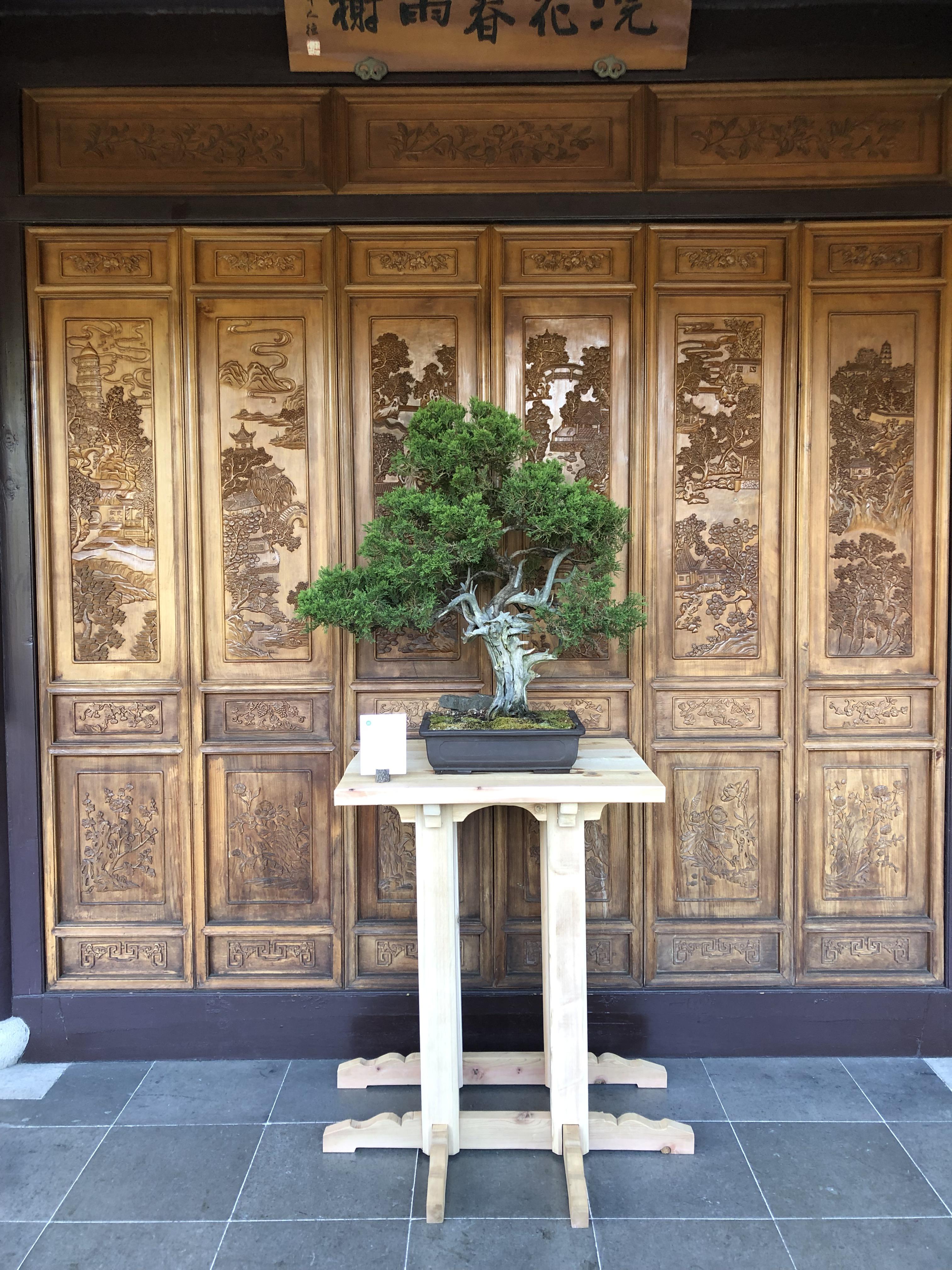 200 year old juniper on display at Lan Su Chinese Garden in Portland, Oregon r/Bonsai