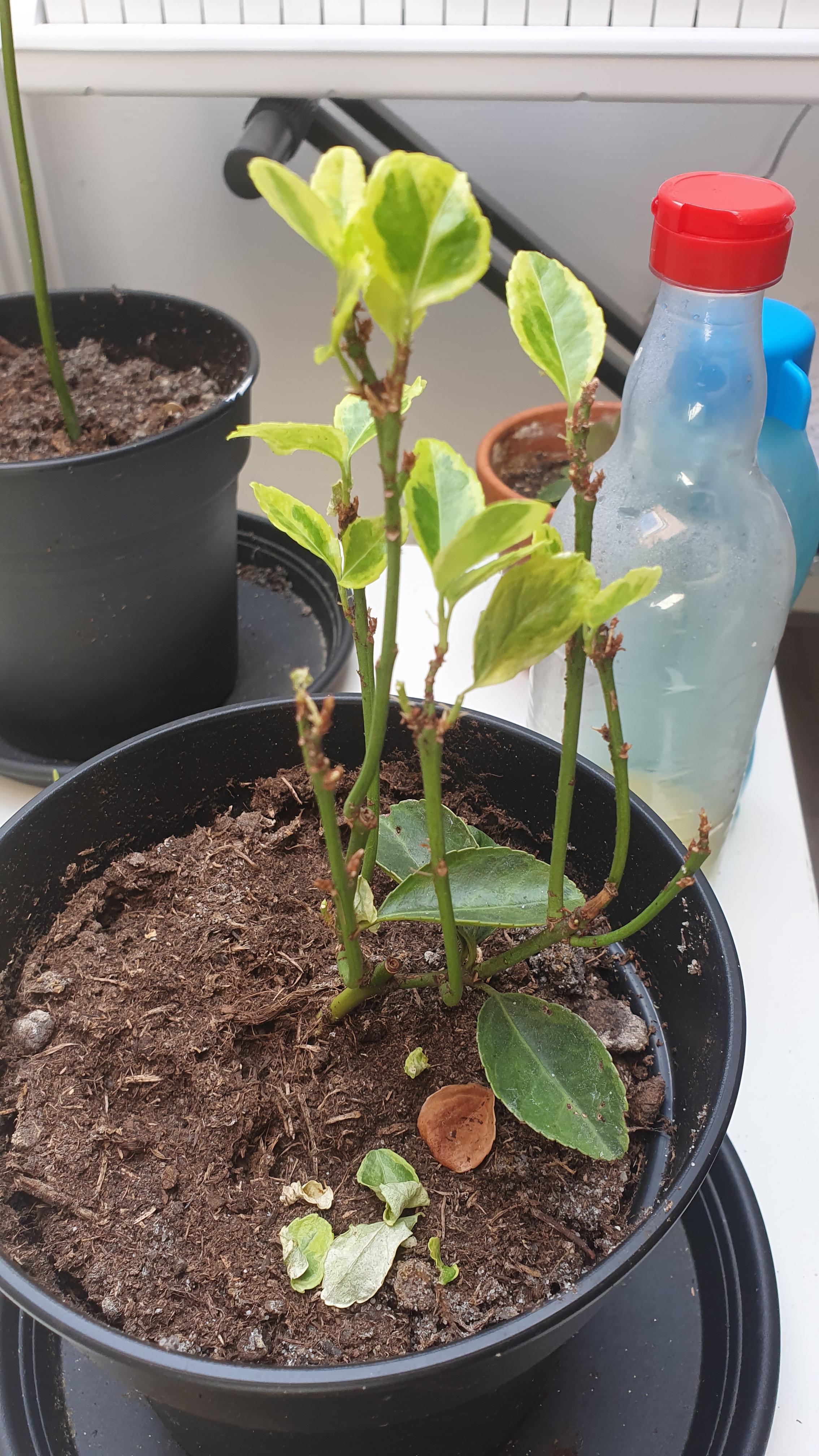 My Euonymus Japonicus is losing its leaves once again, after having