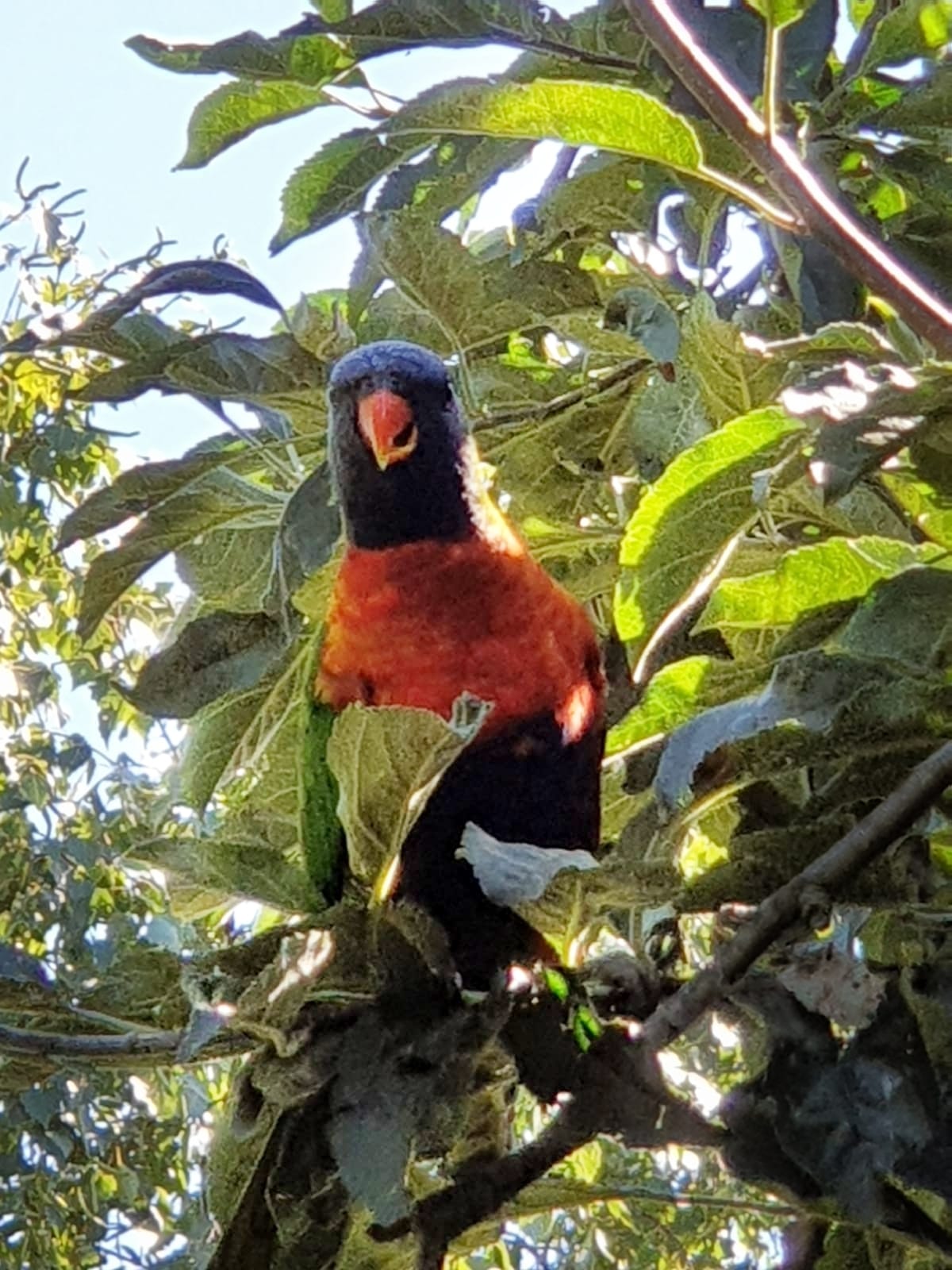 Introducing Surly, the resident apple tree dweller. melbourne