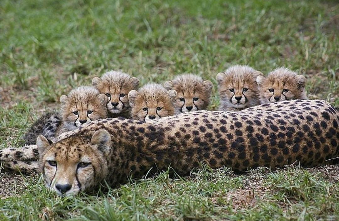 🔥 Animal family r/NatureIsFuckingLit