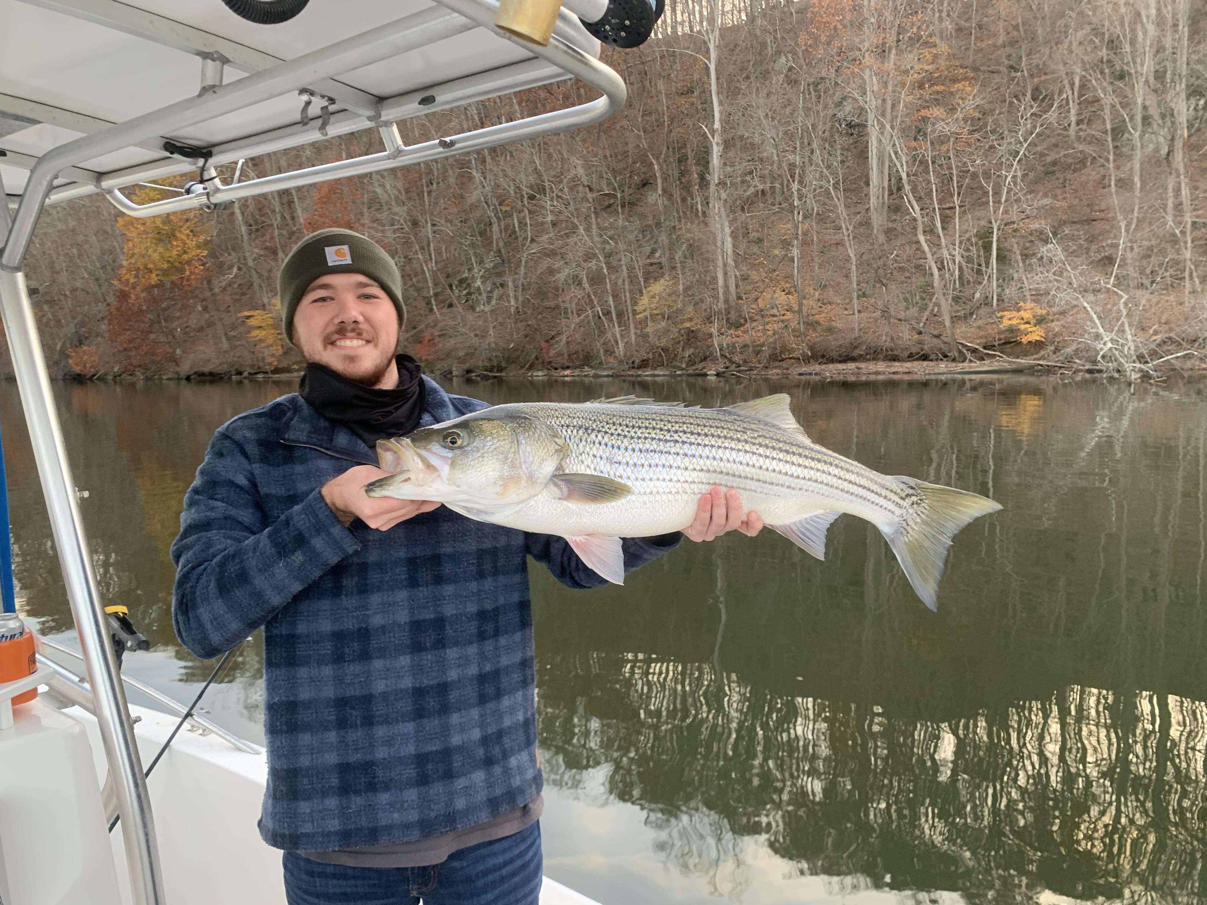 37” Striper Southwest VA r/Fishing