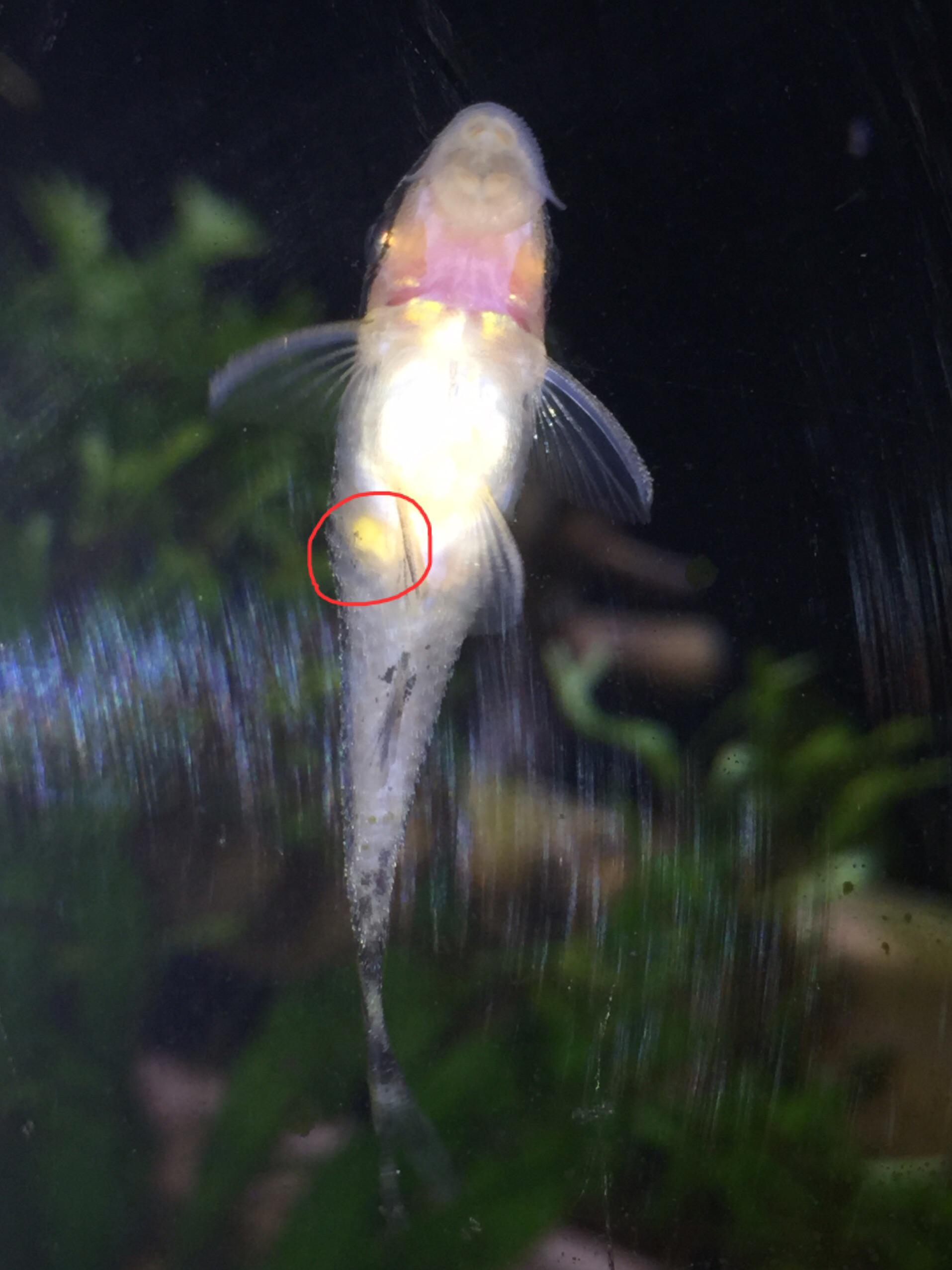 Anyone know what this yellow spot on my Oto catfish is? Details in