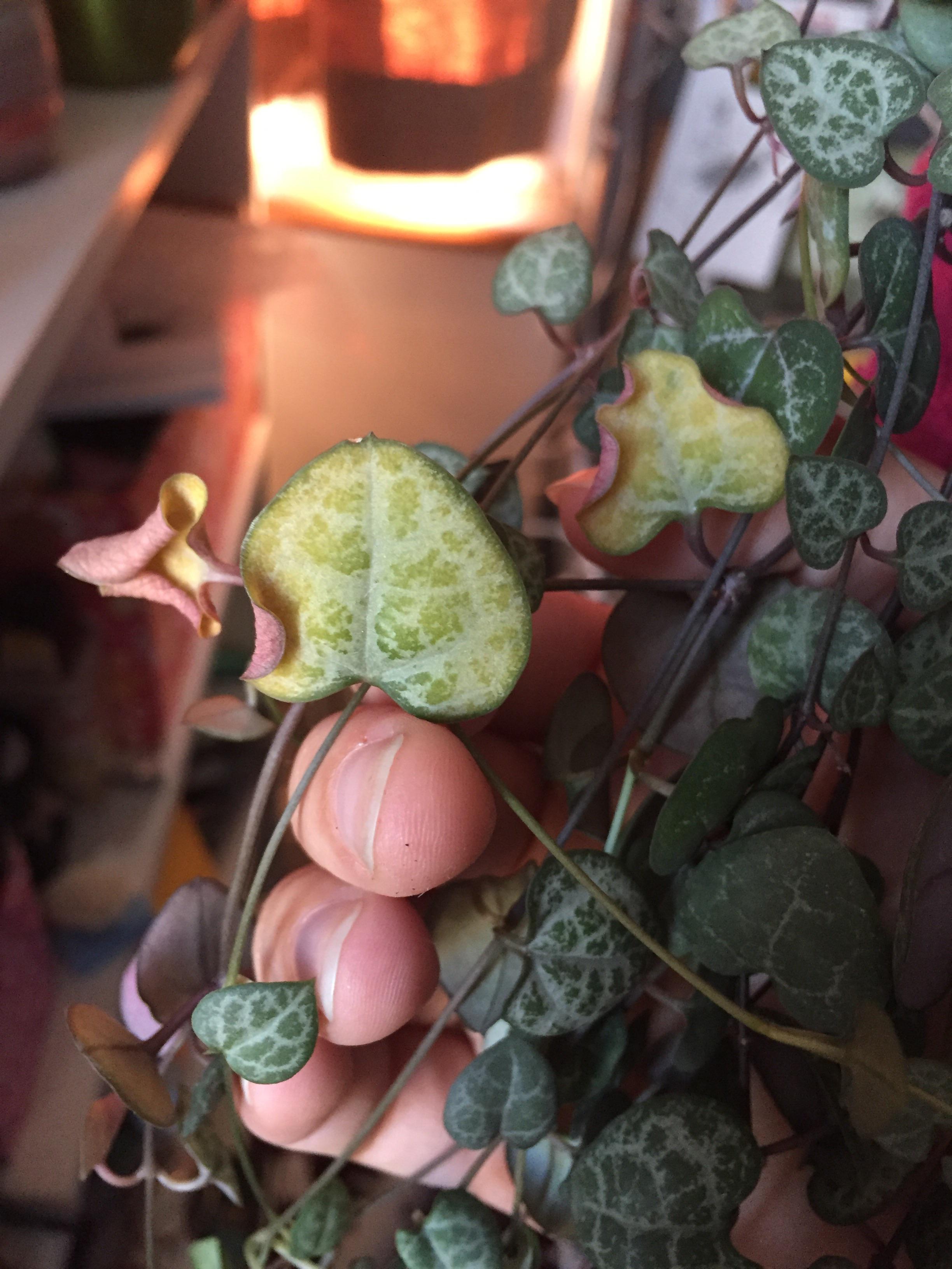 My String Of Hearts has had more and more of these yellowing and