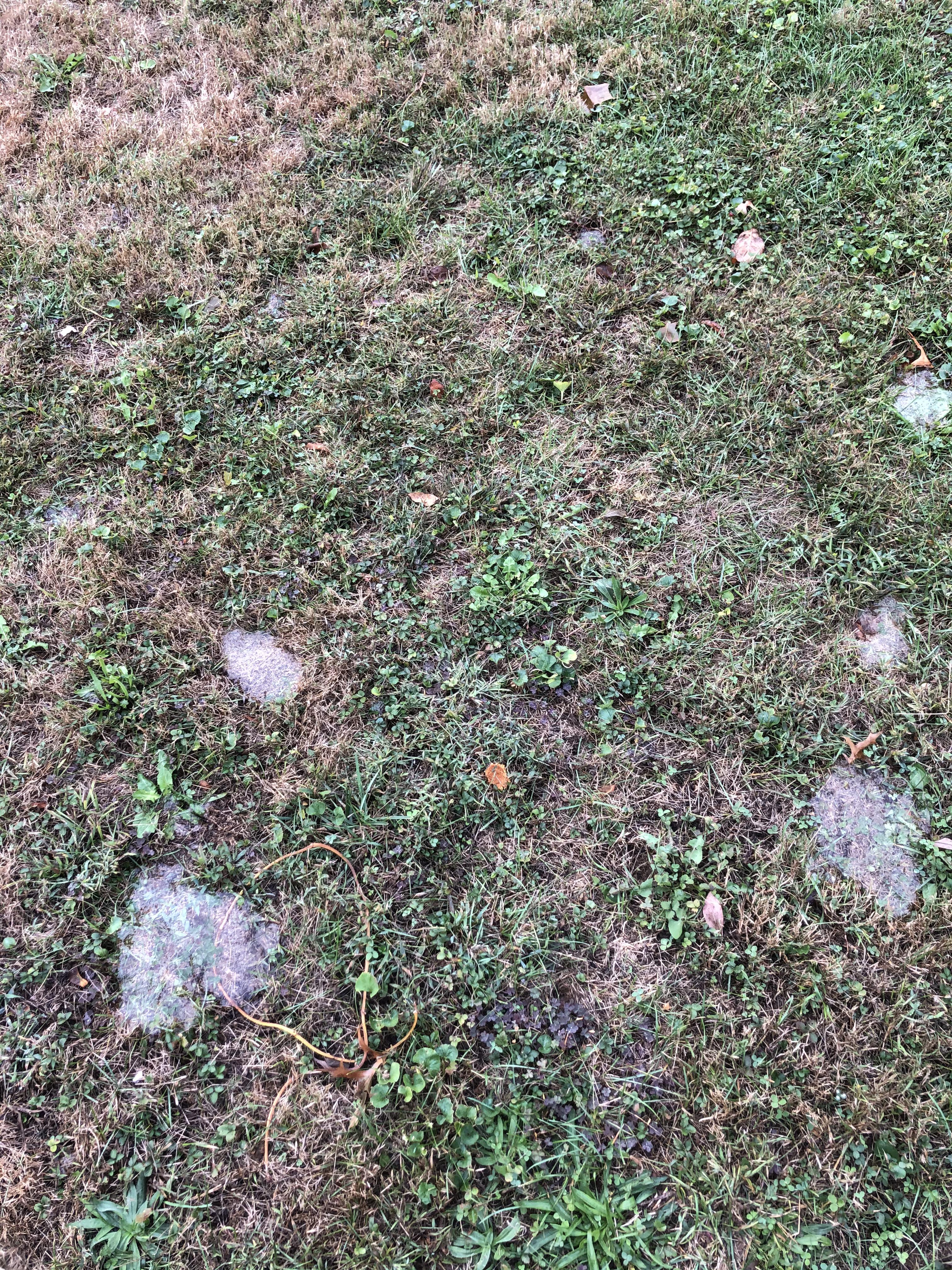 Star jelly? Found in yard this morning clear gel in grass r