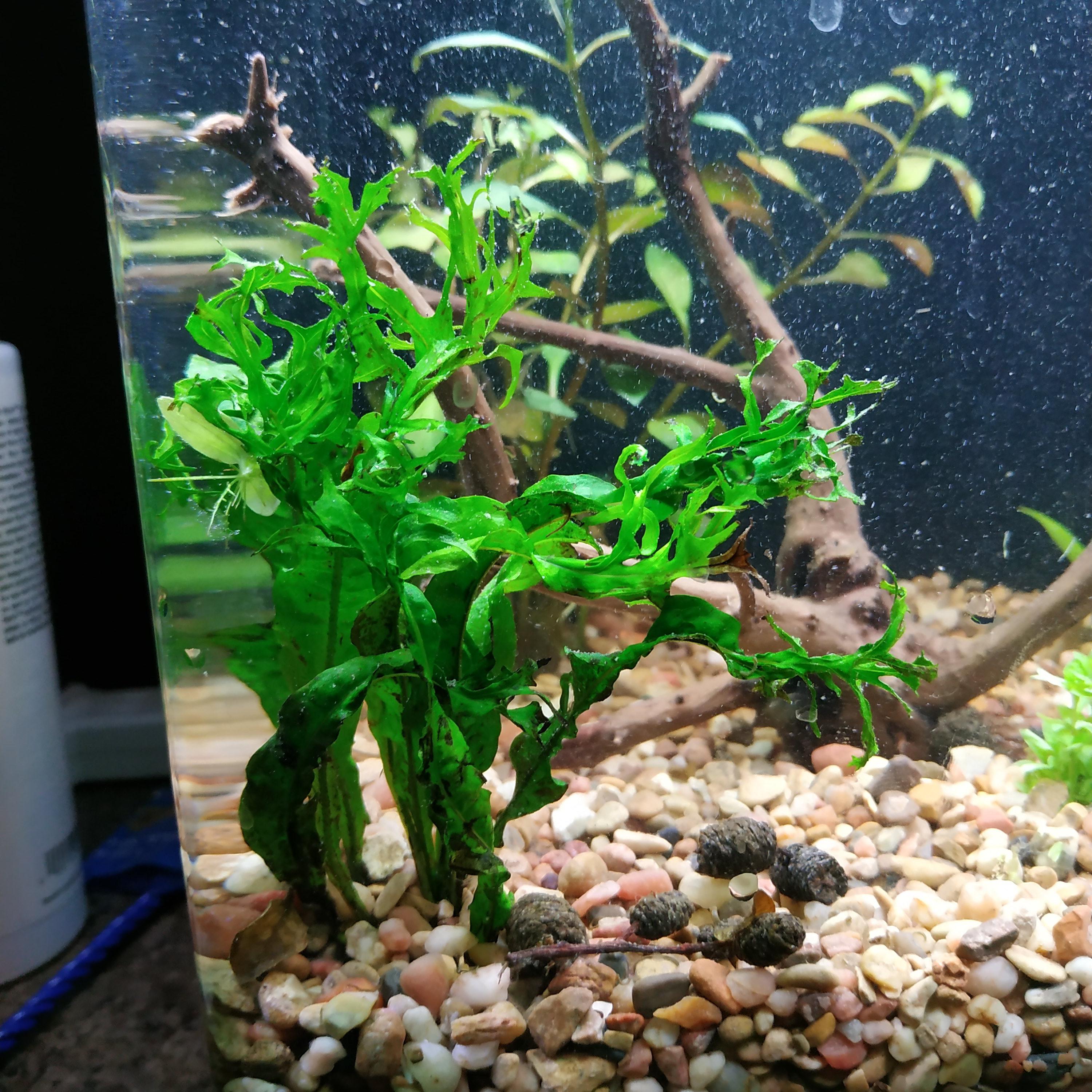 What plant is this? r/Aquariums