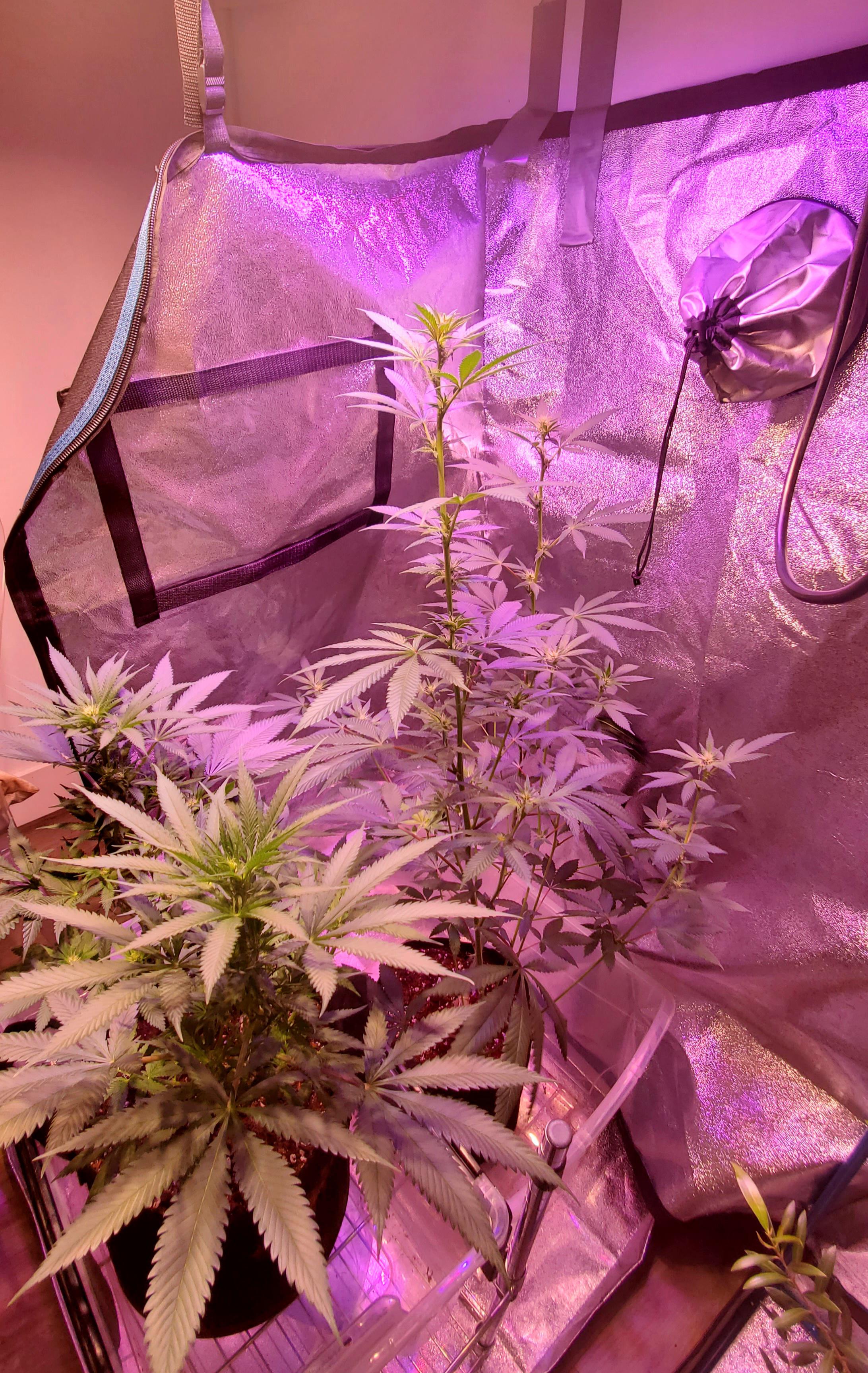 Two very different strains, Jet Fuel Gelato (tall one) and Wedding Cake