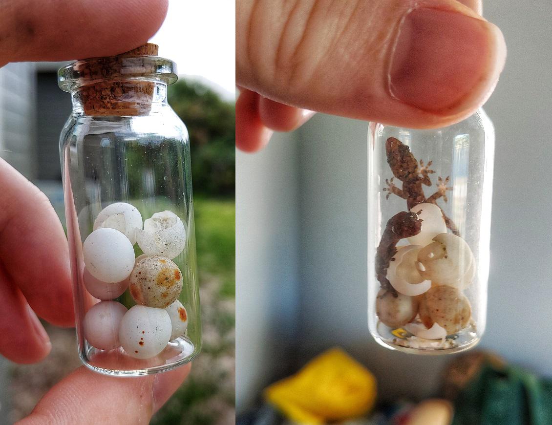 Found some eggs in the recess of a door, two months later they turned