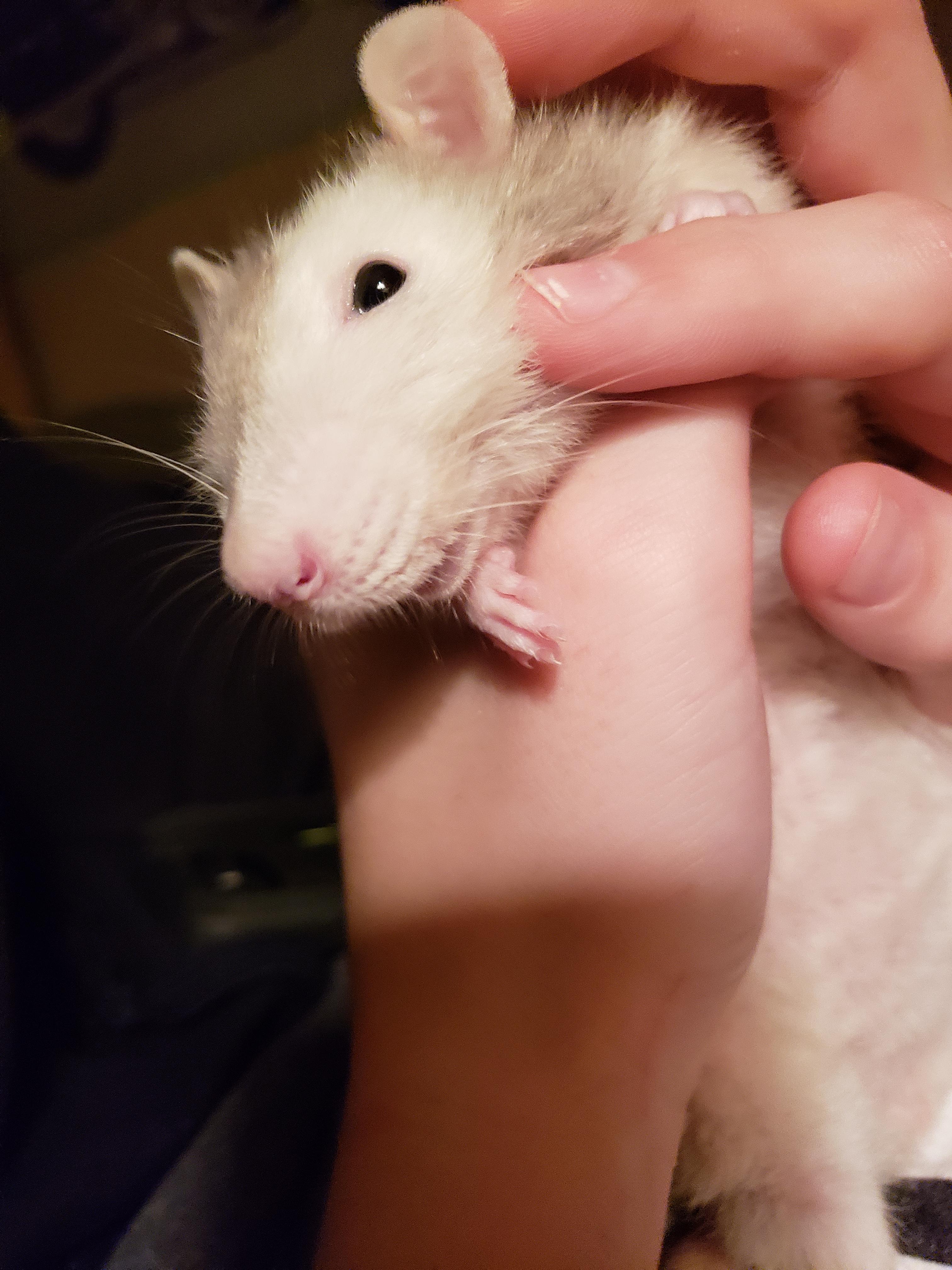 Thank you for the help! My rats tooth is looking much better after I cut it down with cat