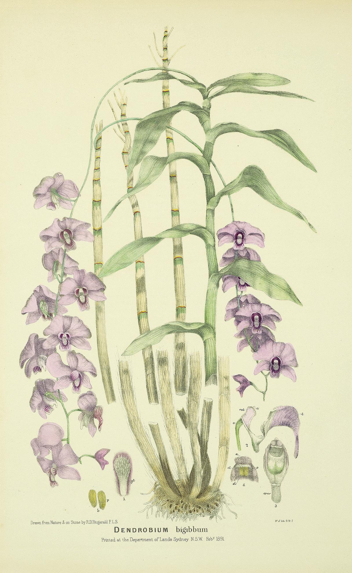 Dendrobium bigibbum, Cooktown orchid, Queensland’s floral emblem, Robert Fitzgerald, 1893 r