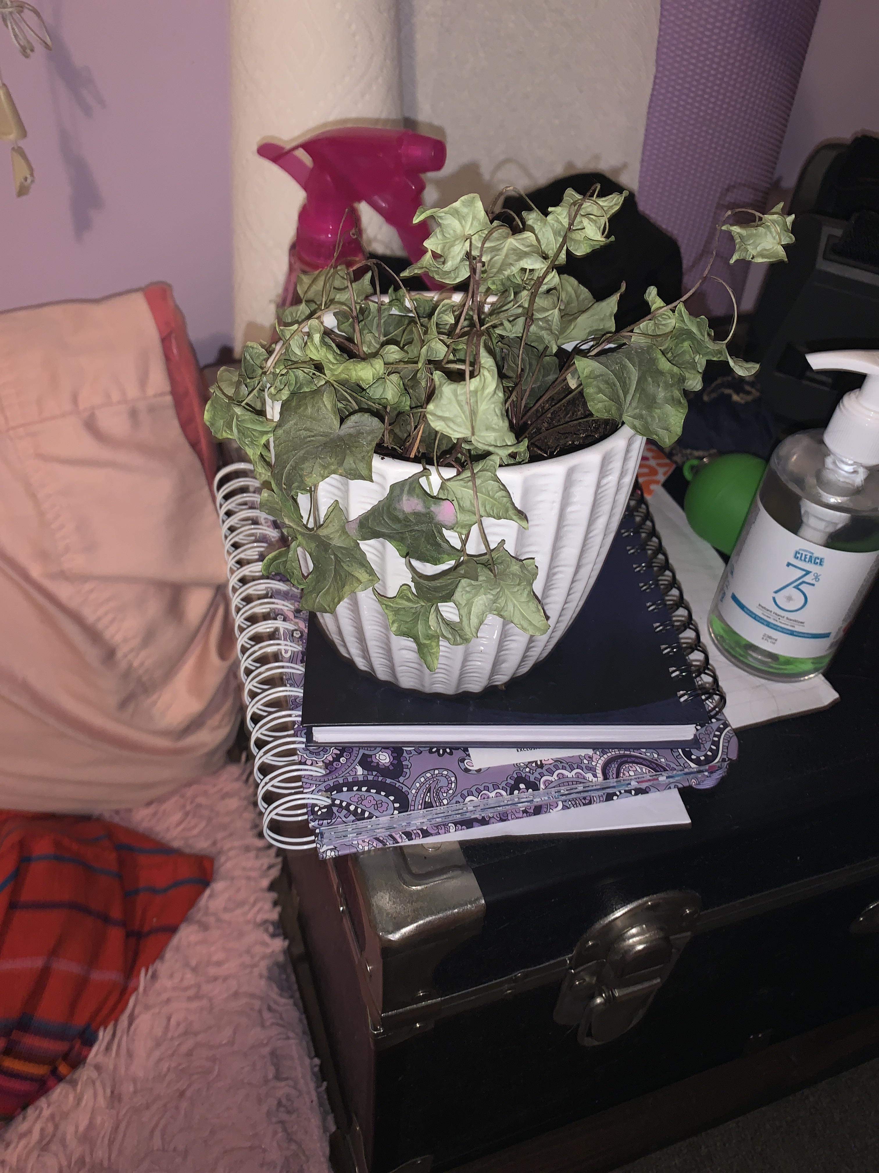 Indoor ivy plant can anyone tell me why my indoor ivy looks like this