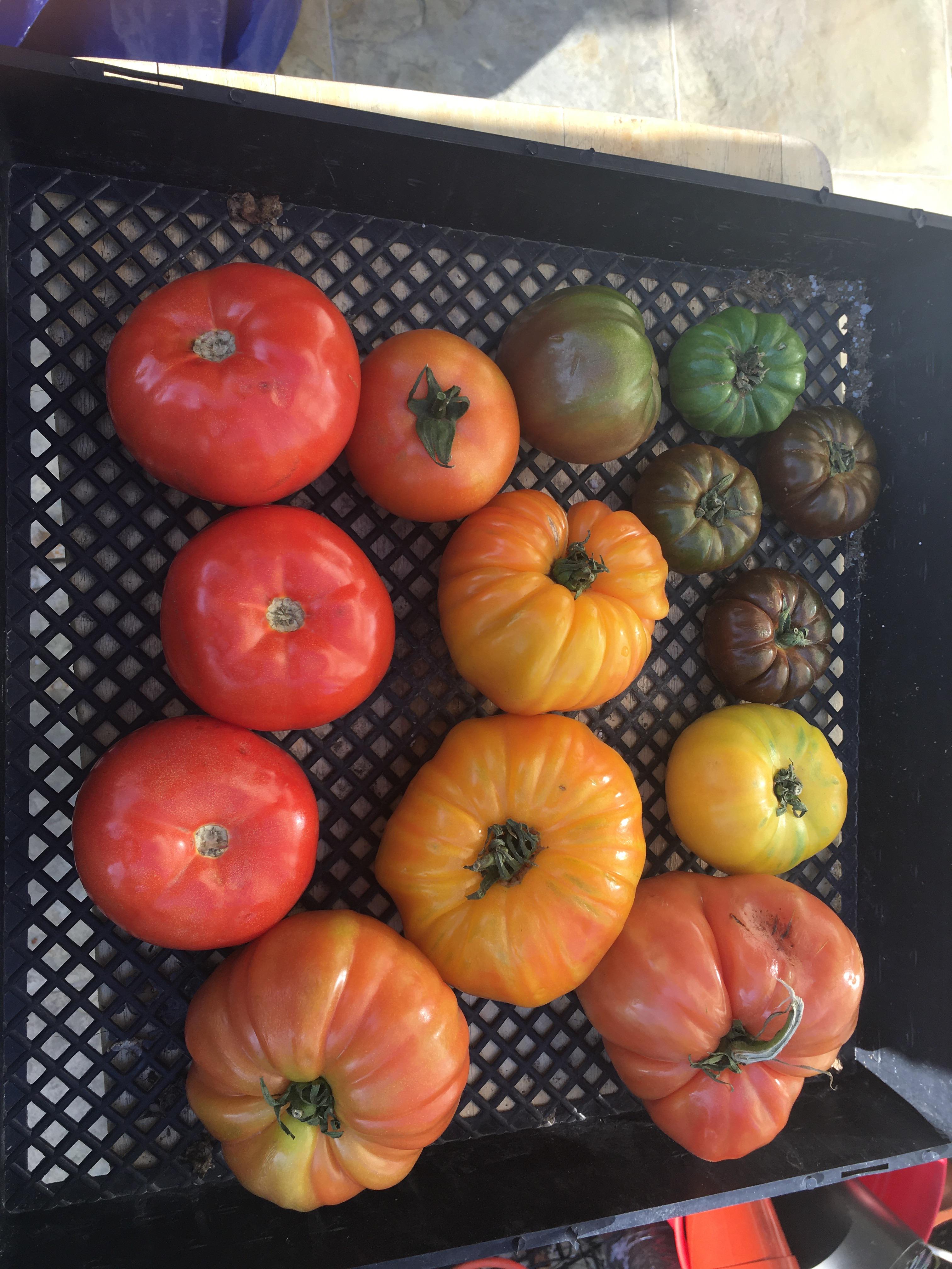 Very first tomato harvest from seeds zone 10 r/vegetablegardening