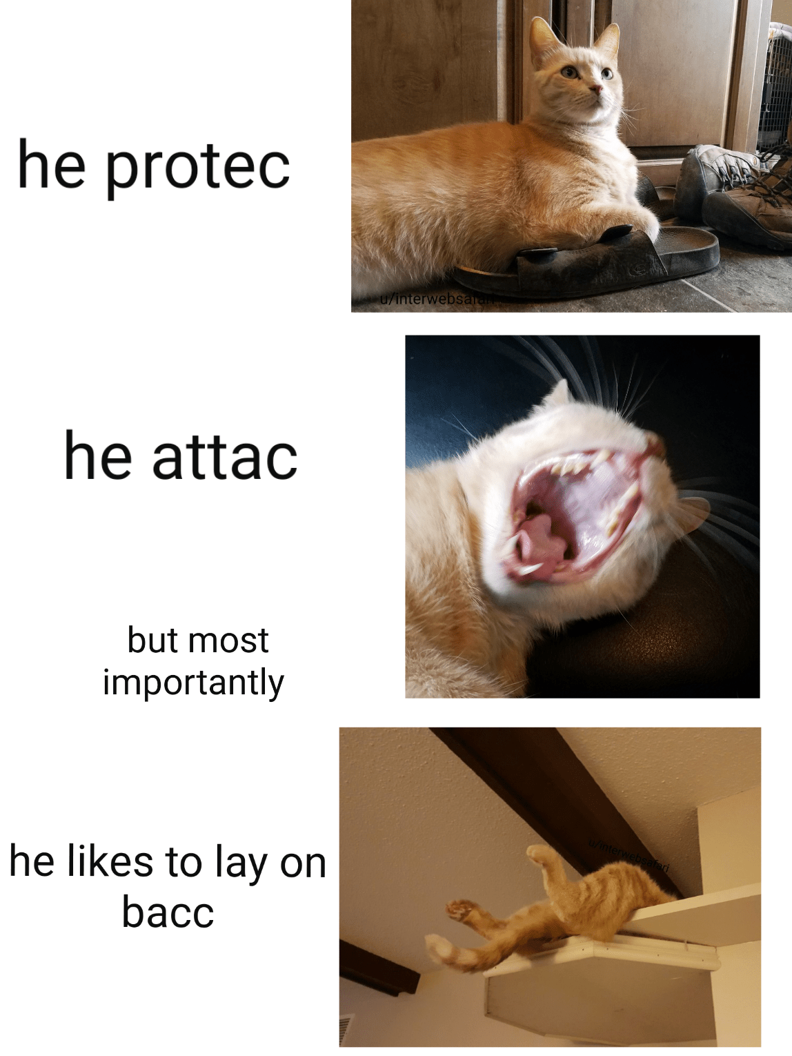 Shoe cat has returned r/memes