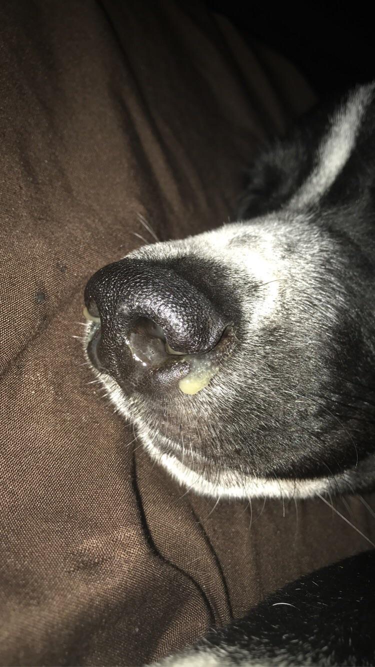 Dog has bad mucus r/medical