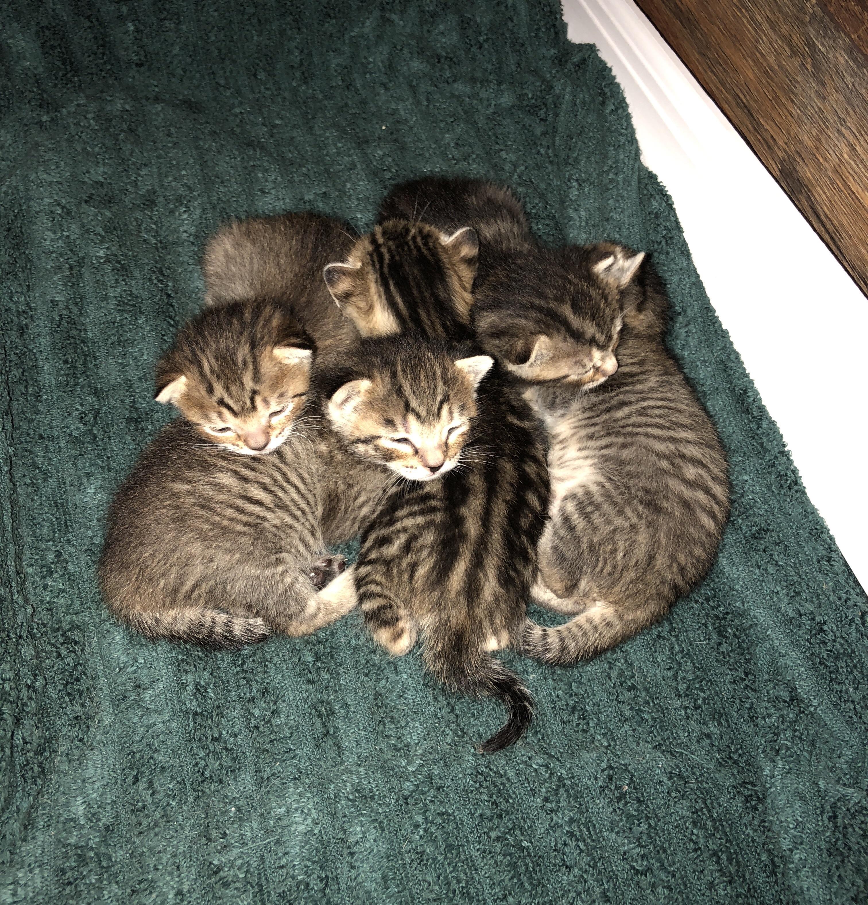 My cats adorable litter r/cats