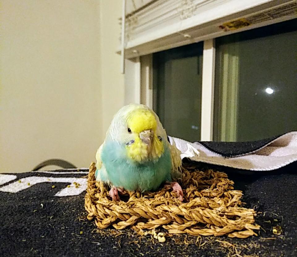 Favorite new appetizer melted budgie dollop on a freshly shredded wheat cracker r/parrots
