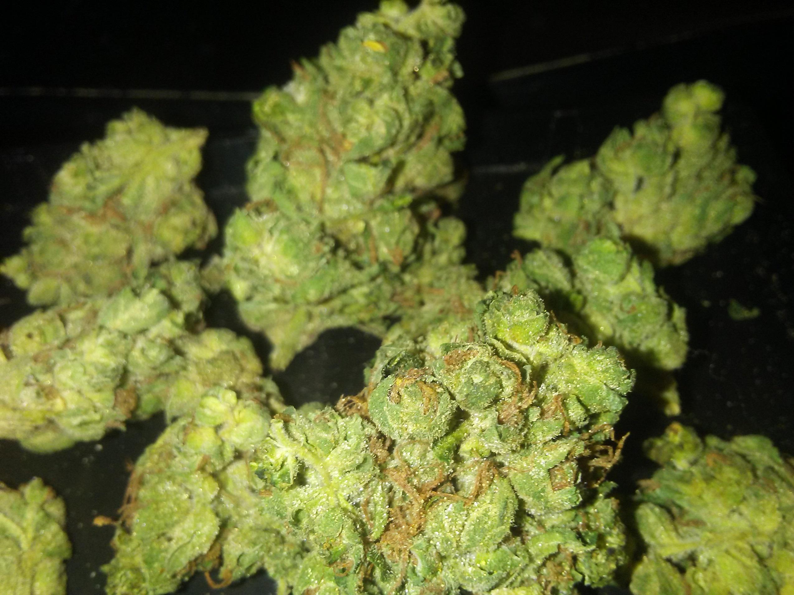 OG Melon by Aurora. Sativa. 17 THC. SQDC r/RecPics