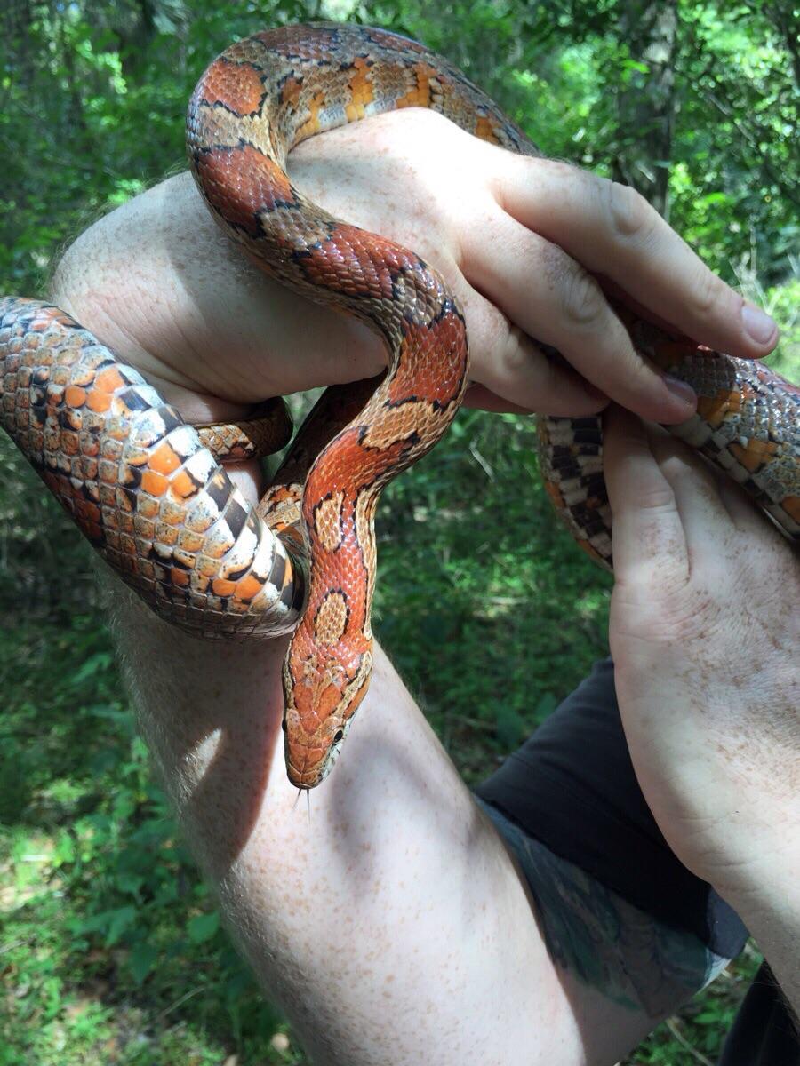 Beautiful wild corn snake r/snakes