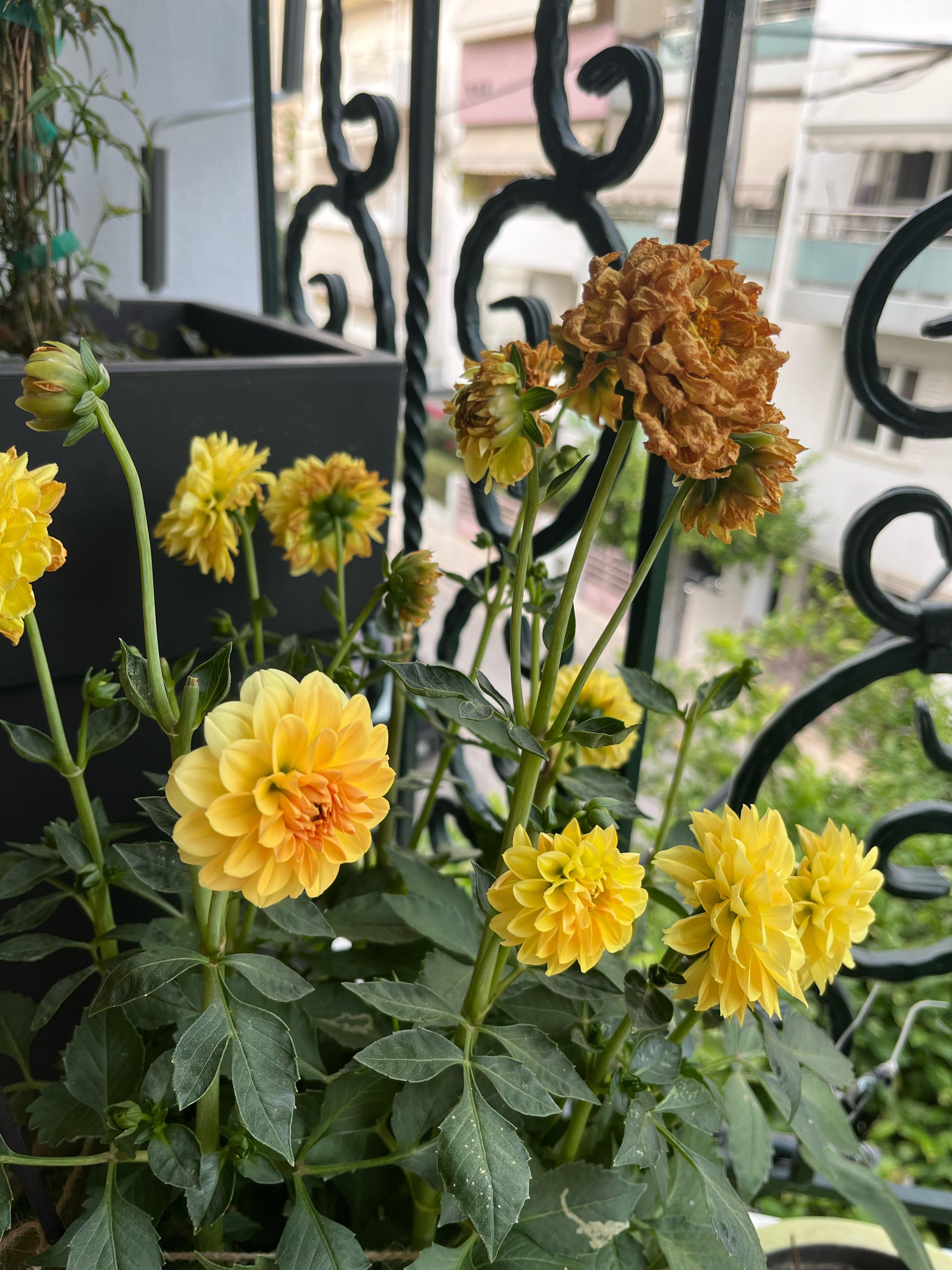 what is wrong with my dahlias and what to do about it? r/flowers