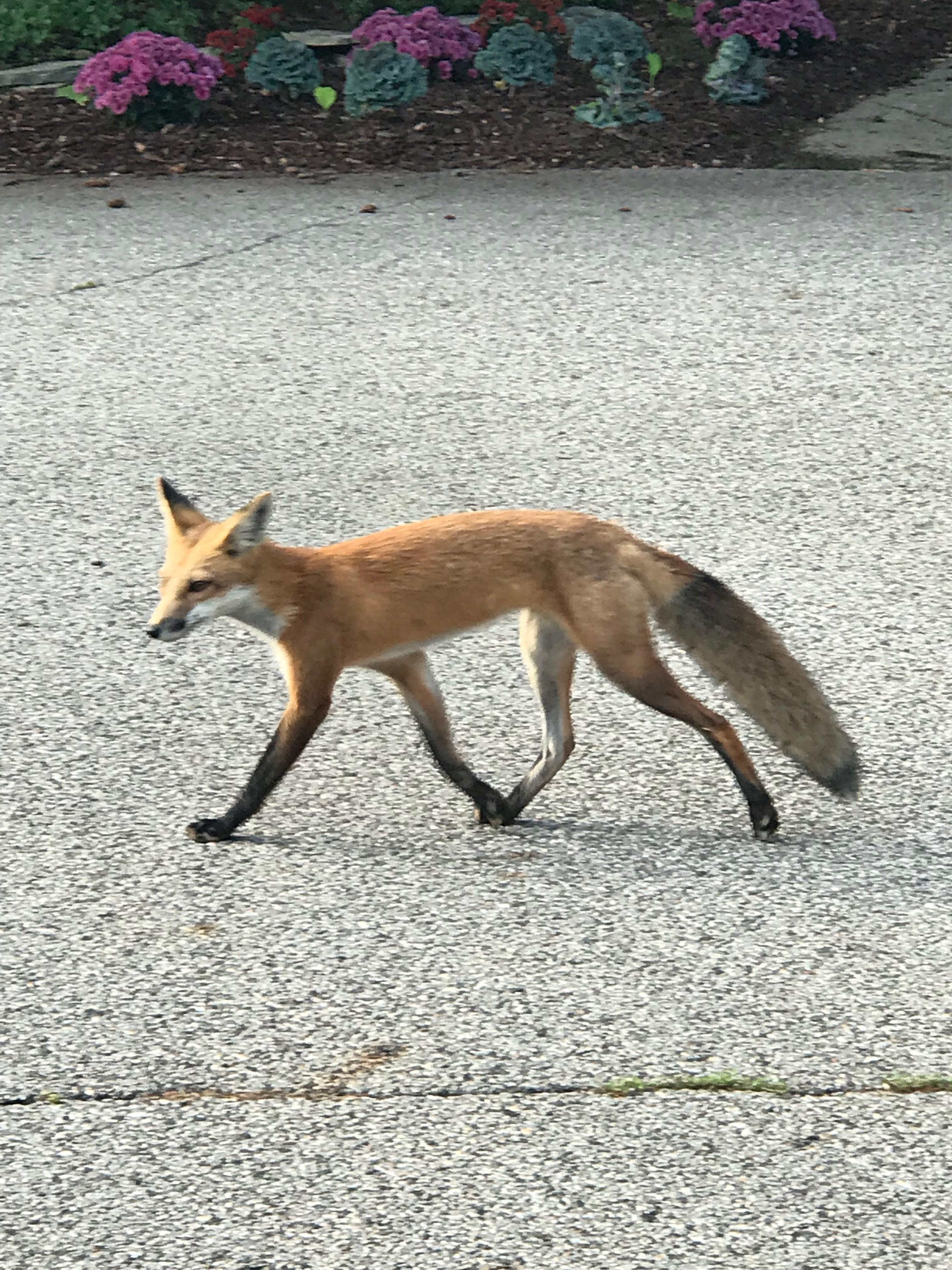 My mom also saw a fox in our subdivision in County r/Michigan