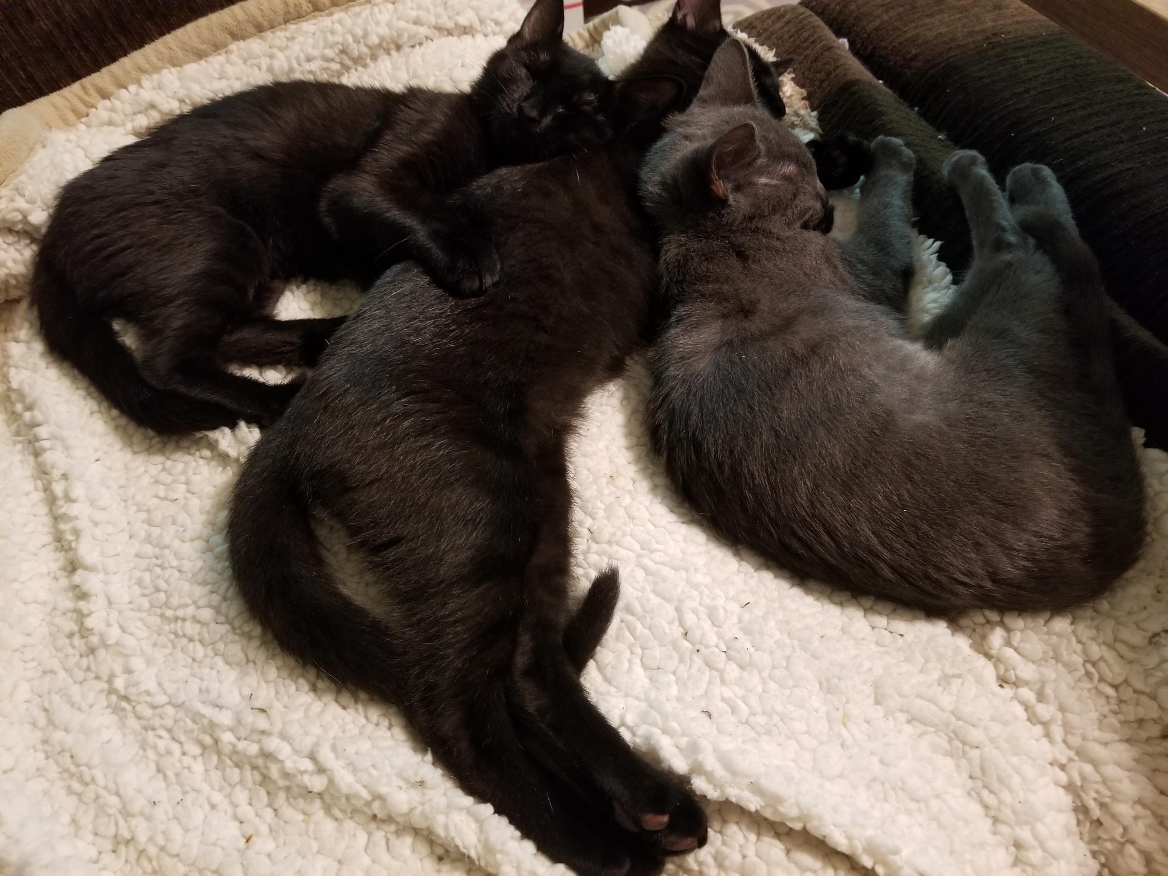 My 3 previously feral fosters have discovered the joys of blankets. r