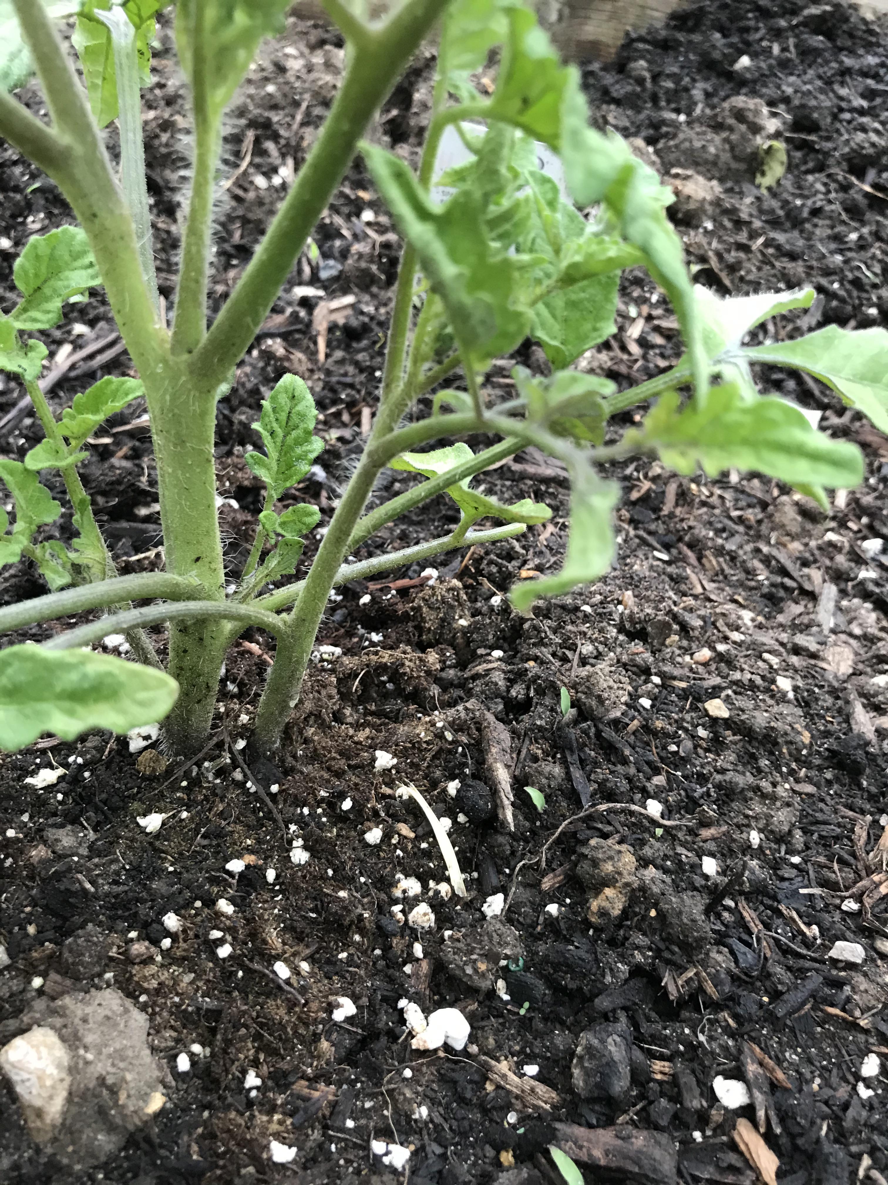 I think my tomato plant has another plant growing directly next to it