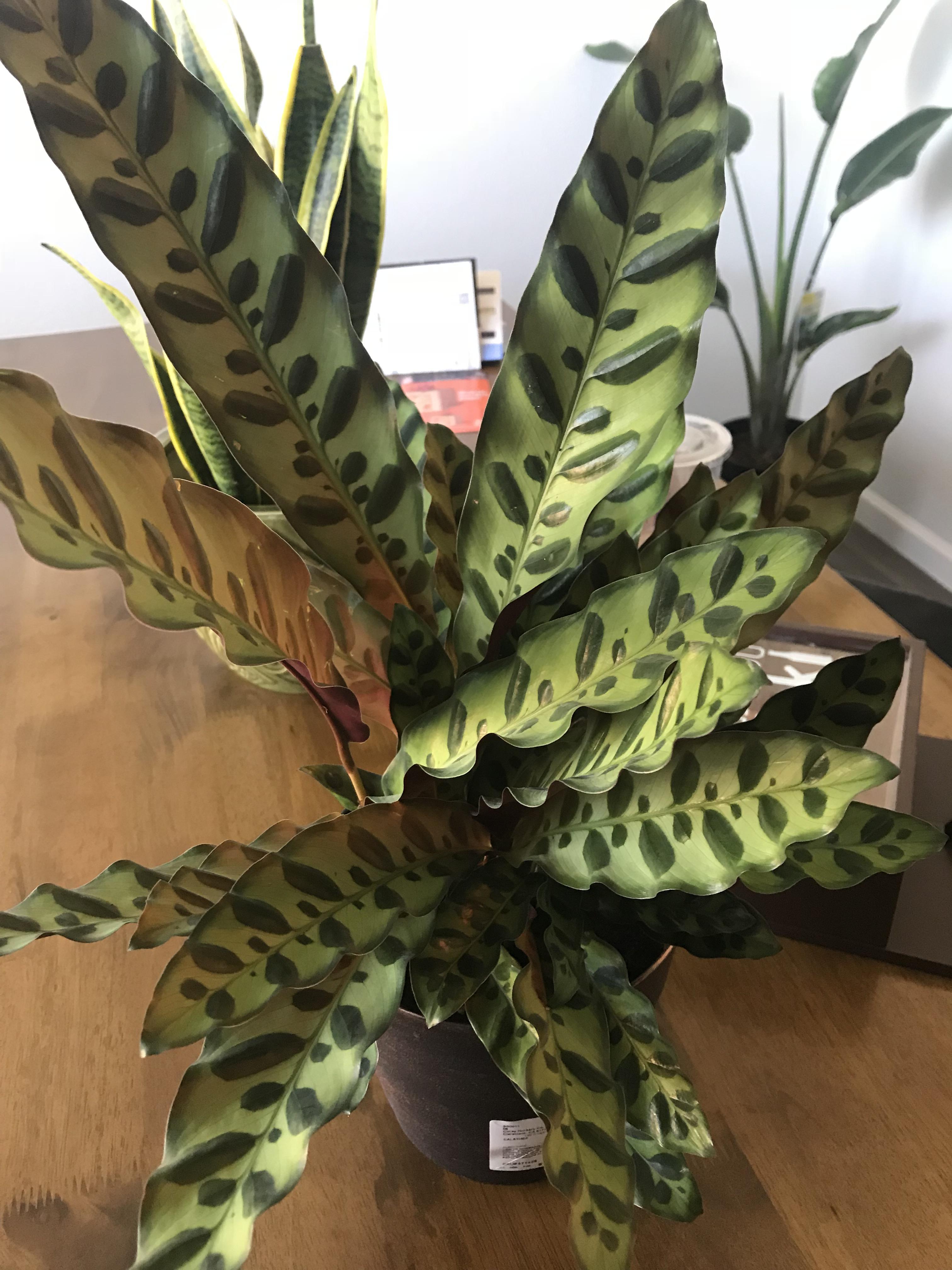 slowly a crazy plant lady houseplants