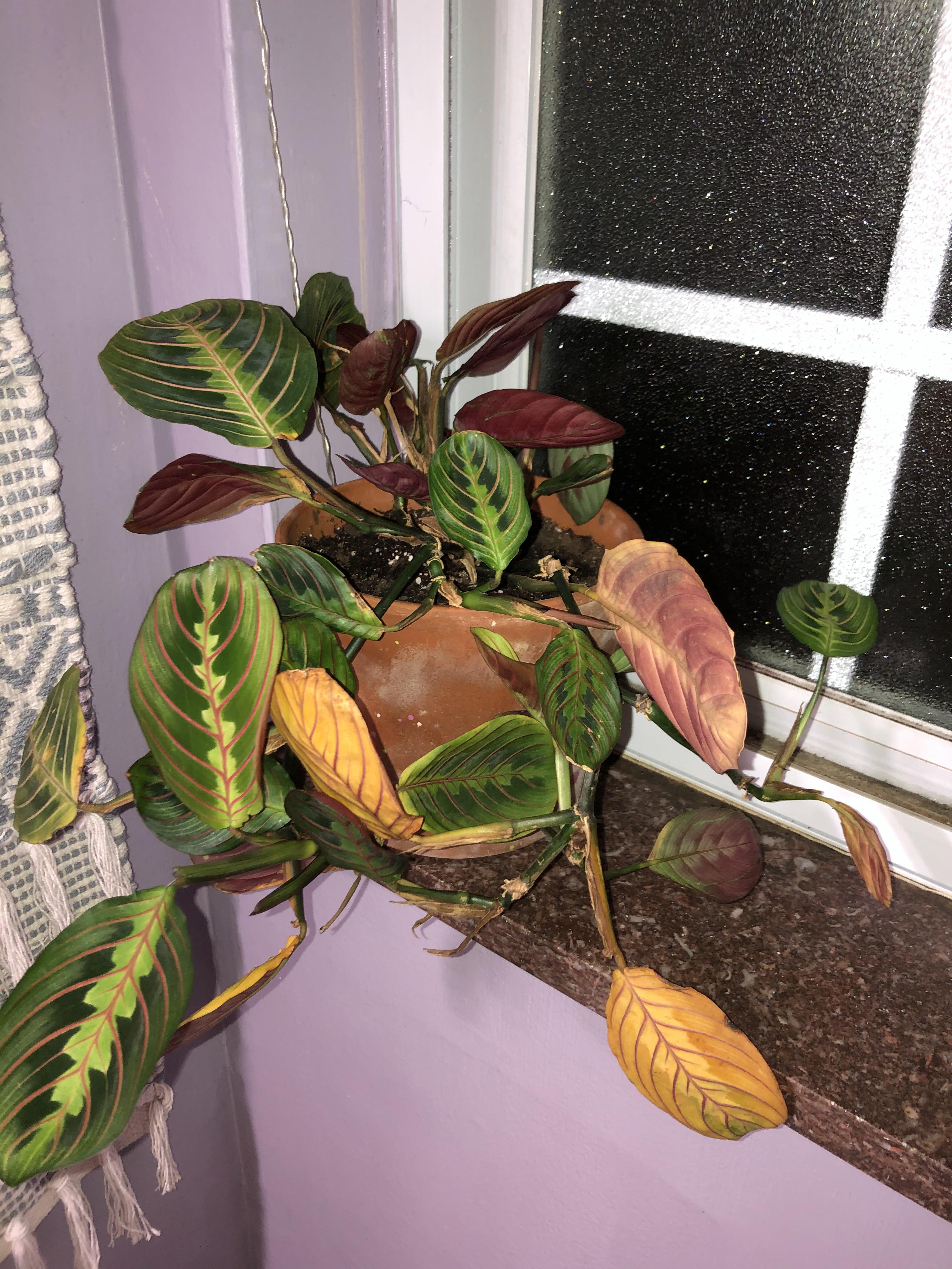 Why are the leaves on my prayer plant turning yellow? More in comments r/houseplants