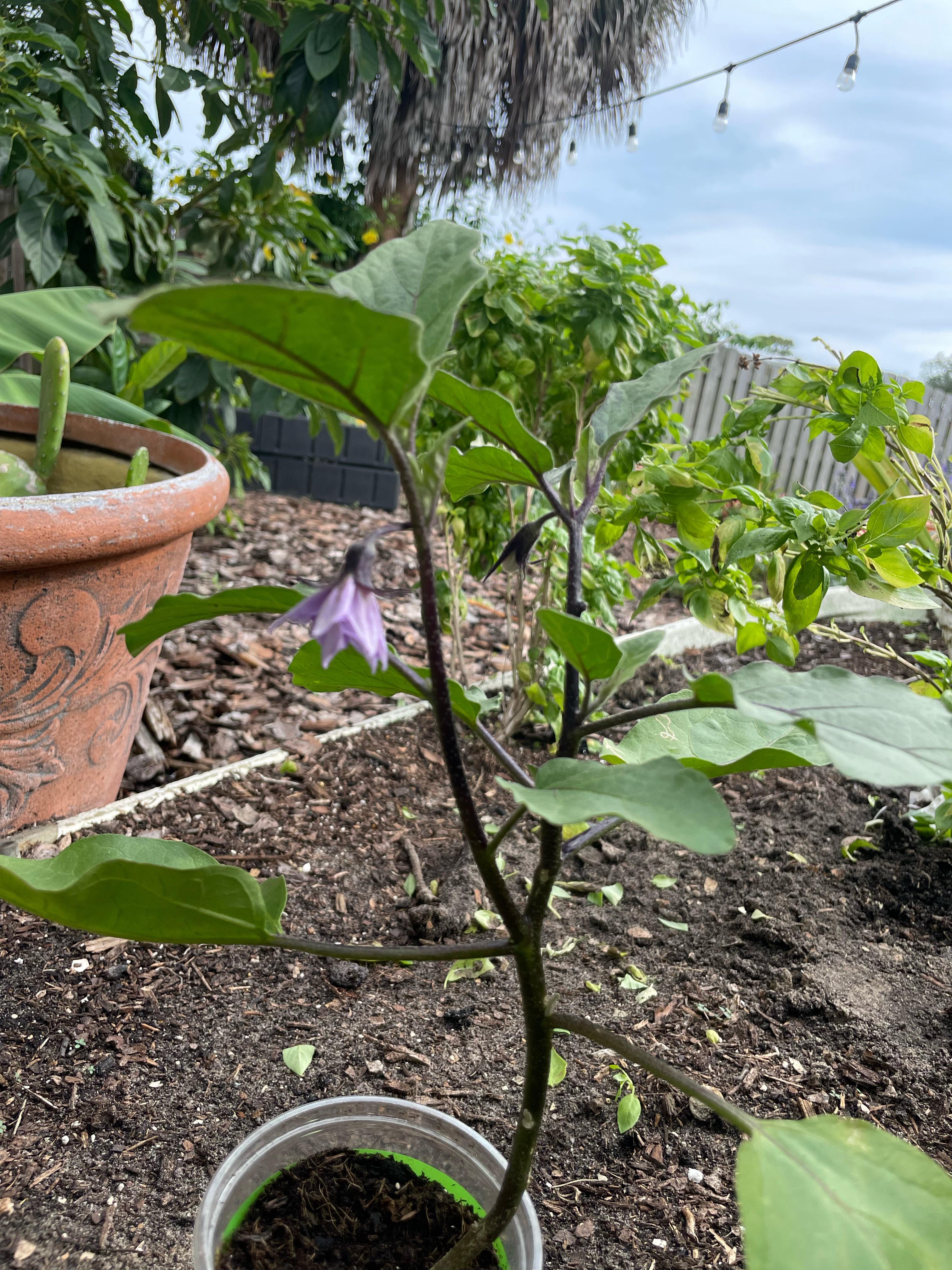 Any tips for Japanese Eggplant? I am in zone 9b. r/vegetablegardening
