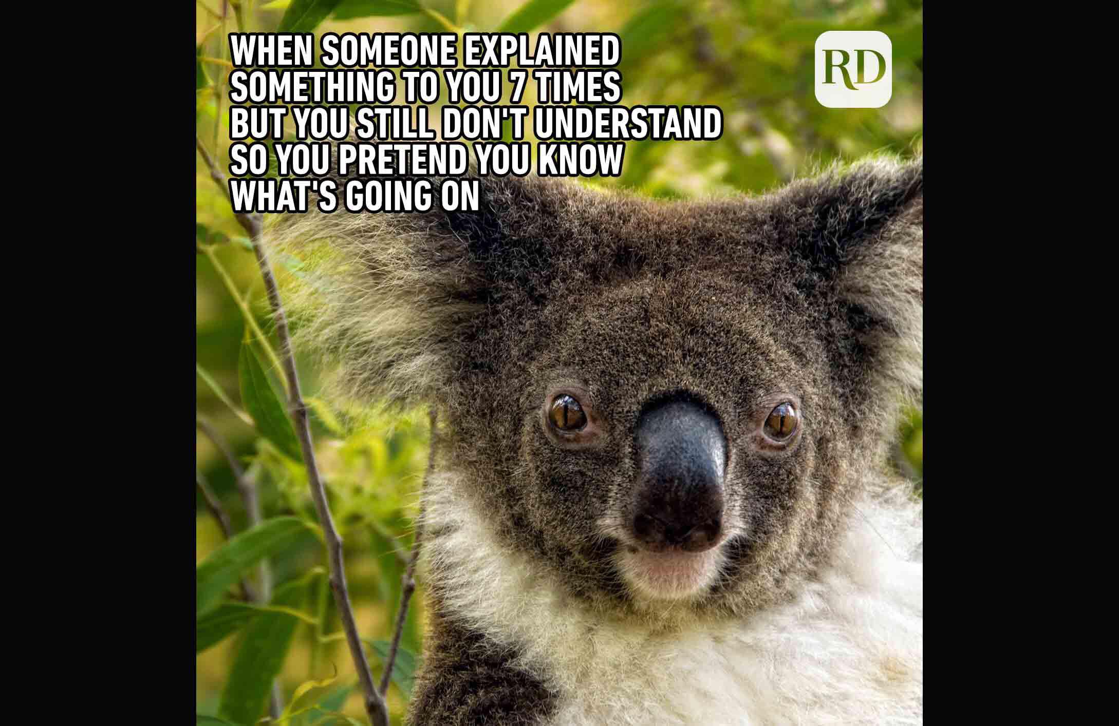 Wildlife meme r/WildlifeRehabberHumor