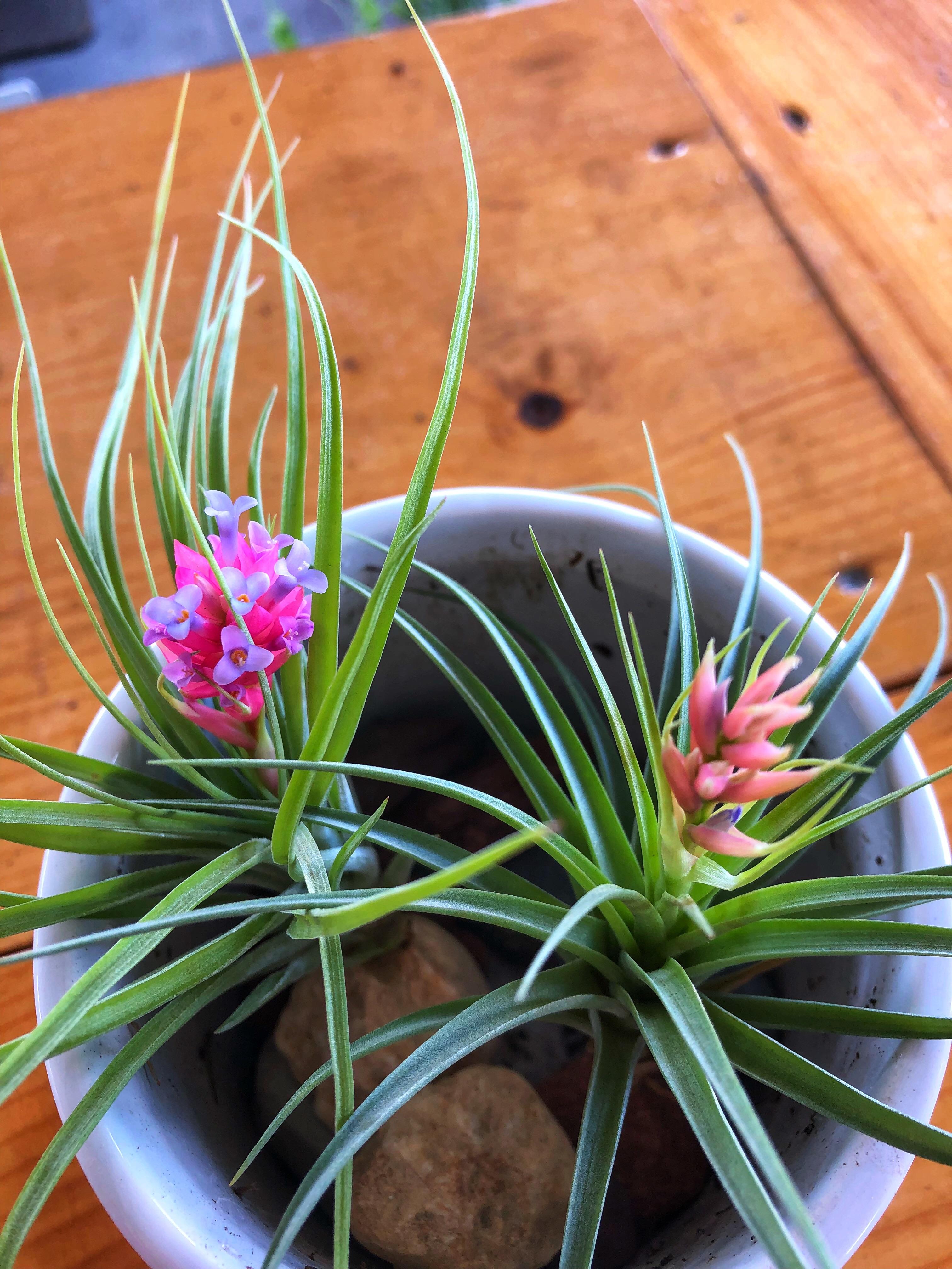Beautiful blooms from these air plants! r/plants