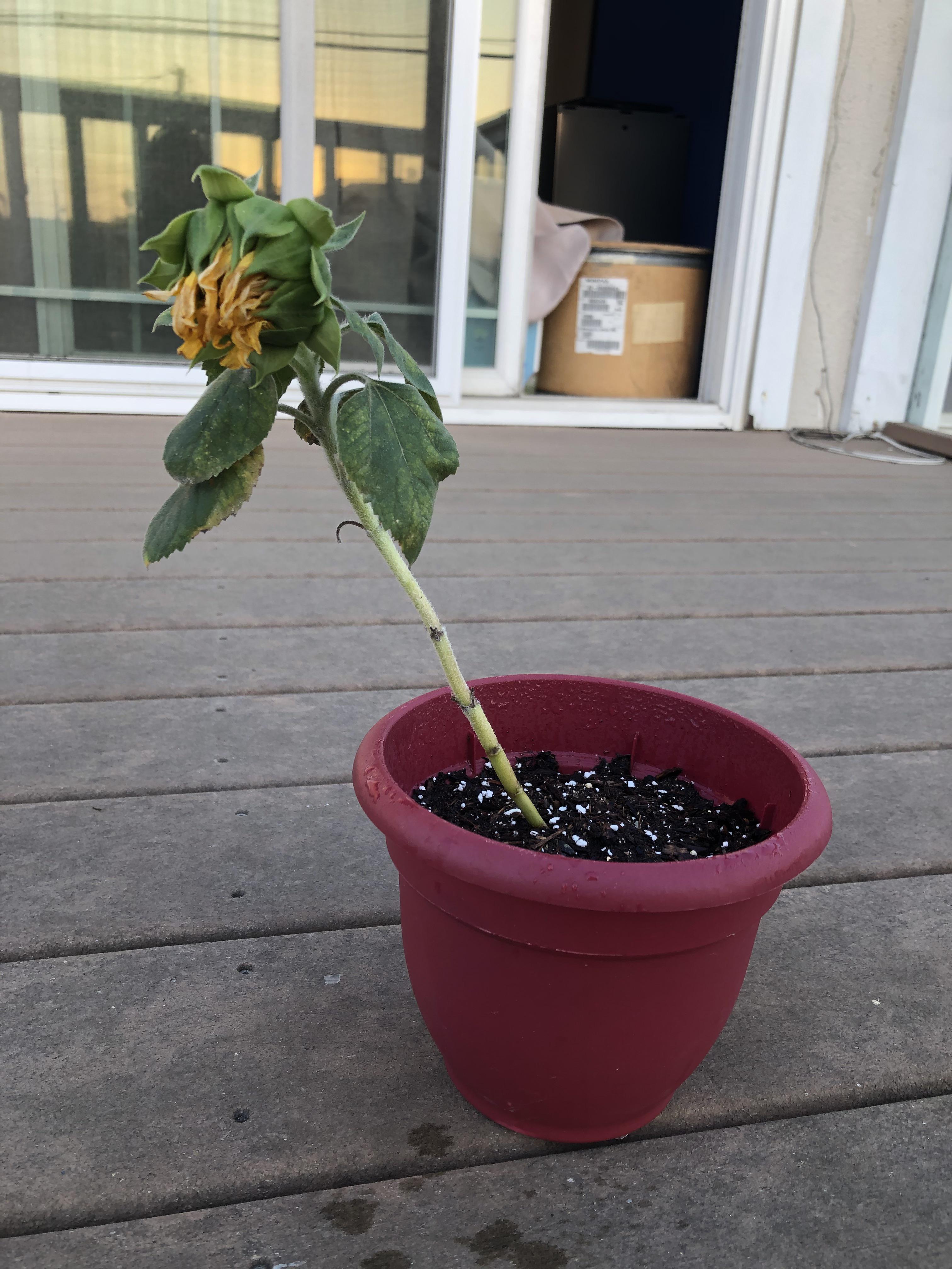 What is wrong with my sunflower? Why is it wilting? r/plantclinic