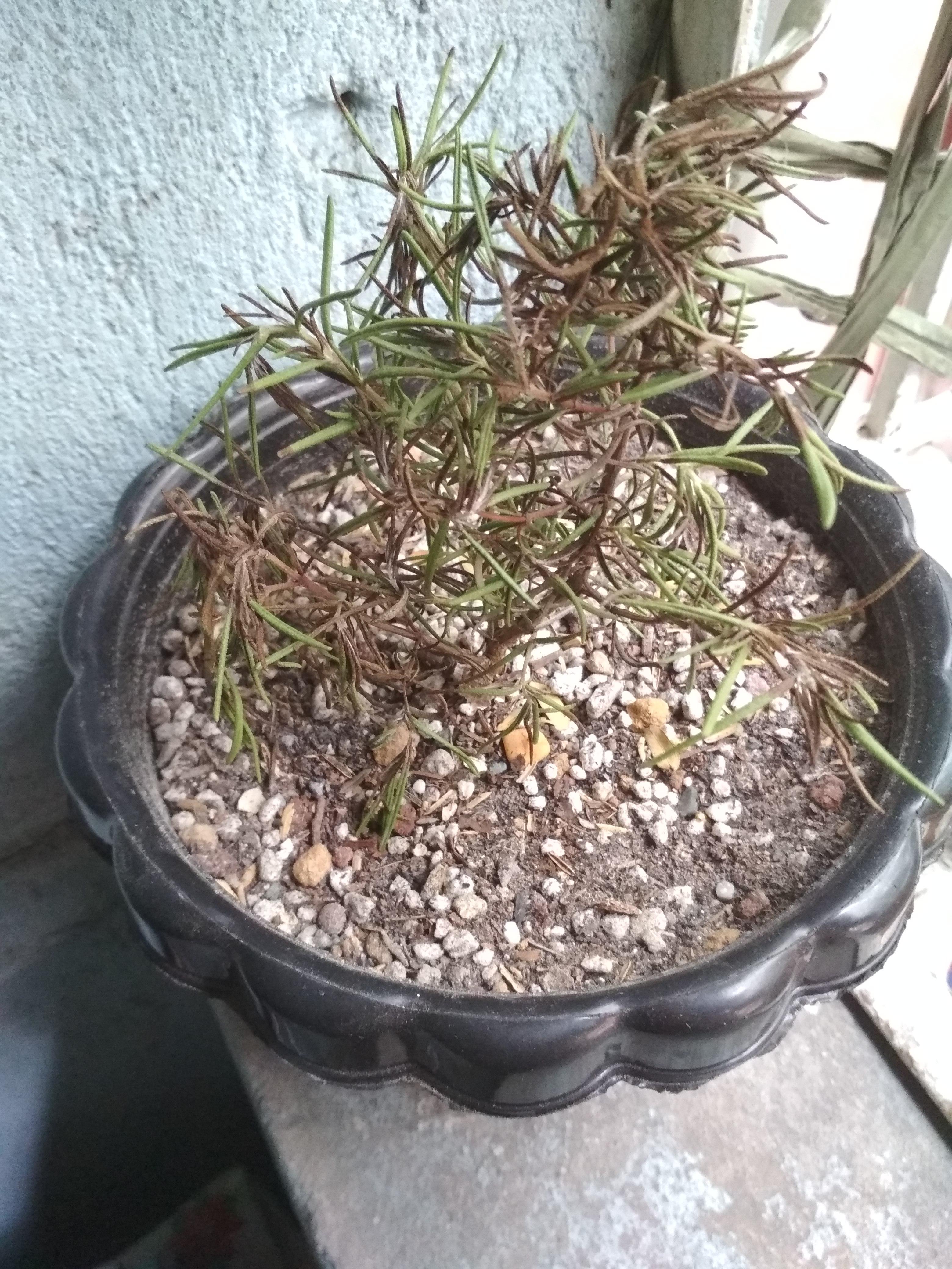 Rosemary Leaves Turning Black at Shelley Pearson blog