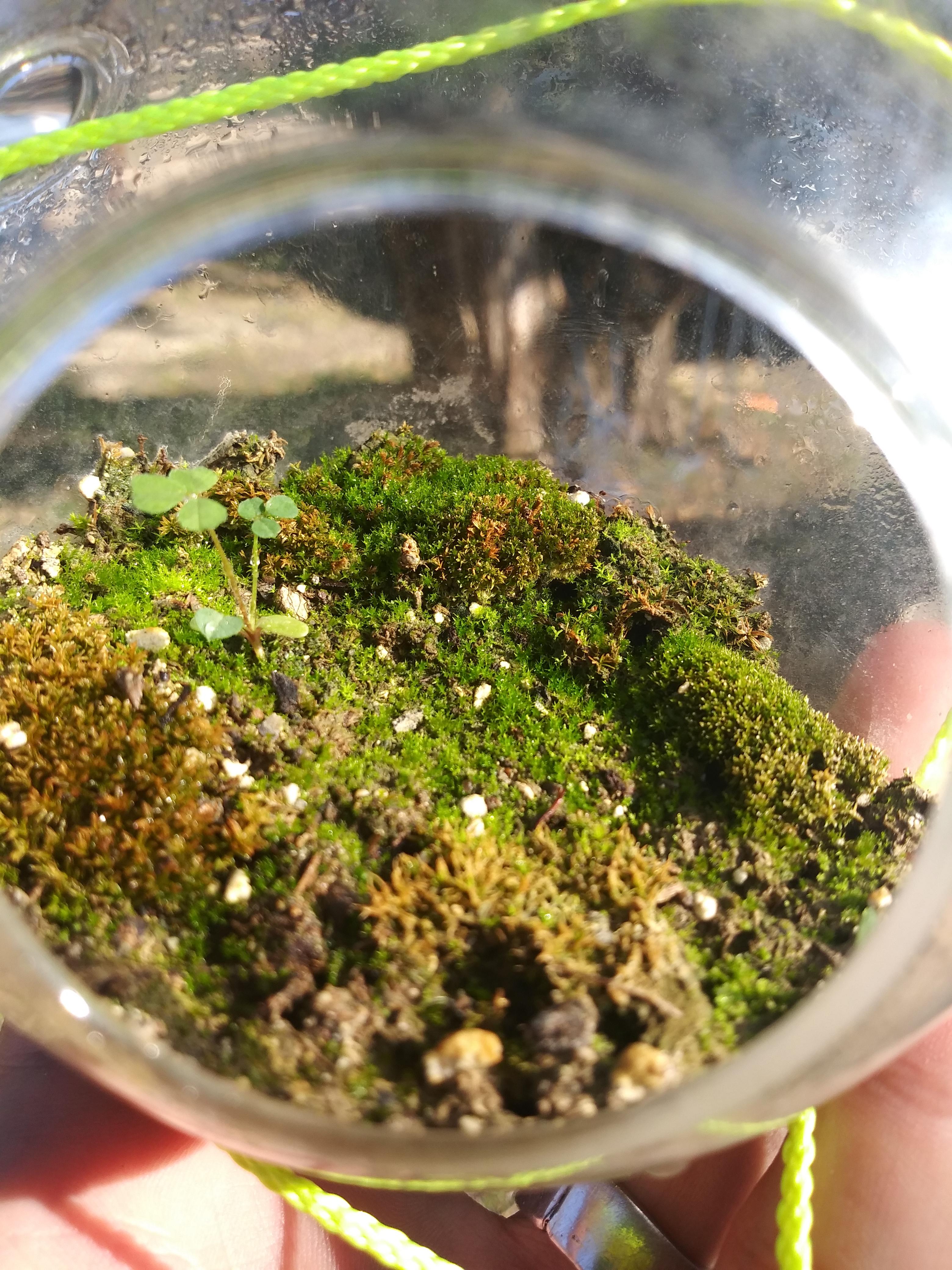 Little test terrarium to see if I could keep moss alive, 1 month old