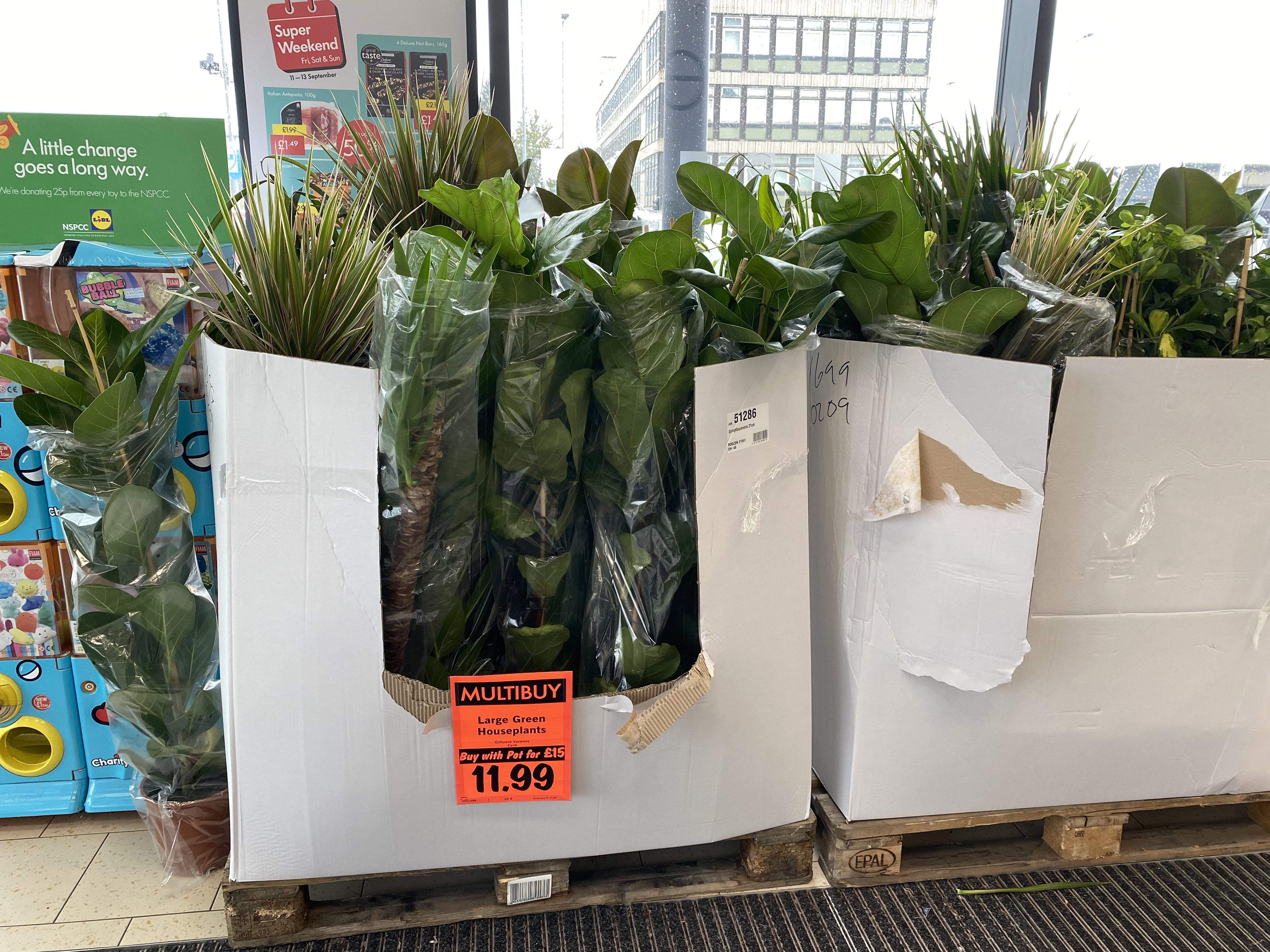 Bargains in Lidl (UK) today. I dragged myself away... r/houseplants