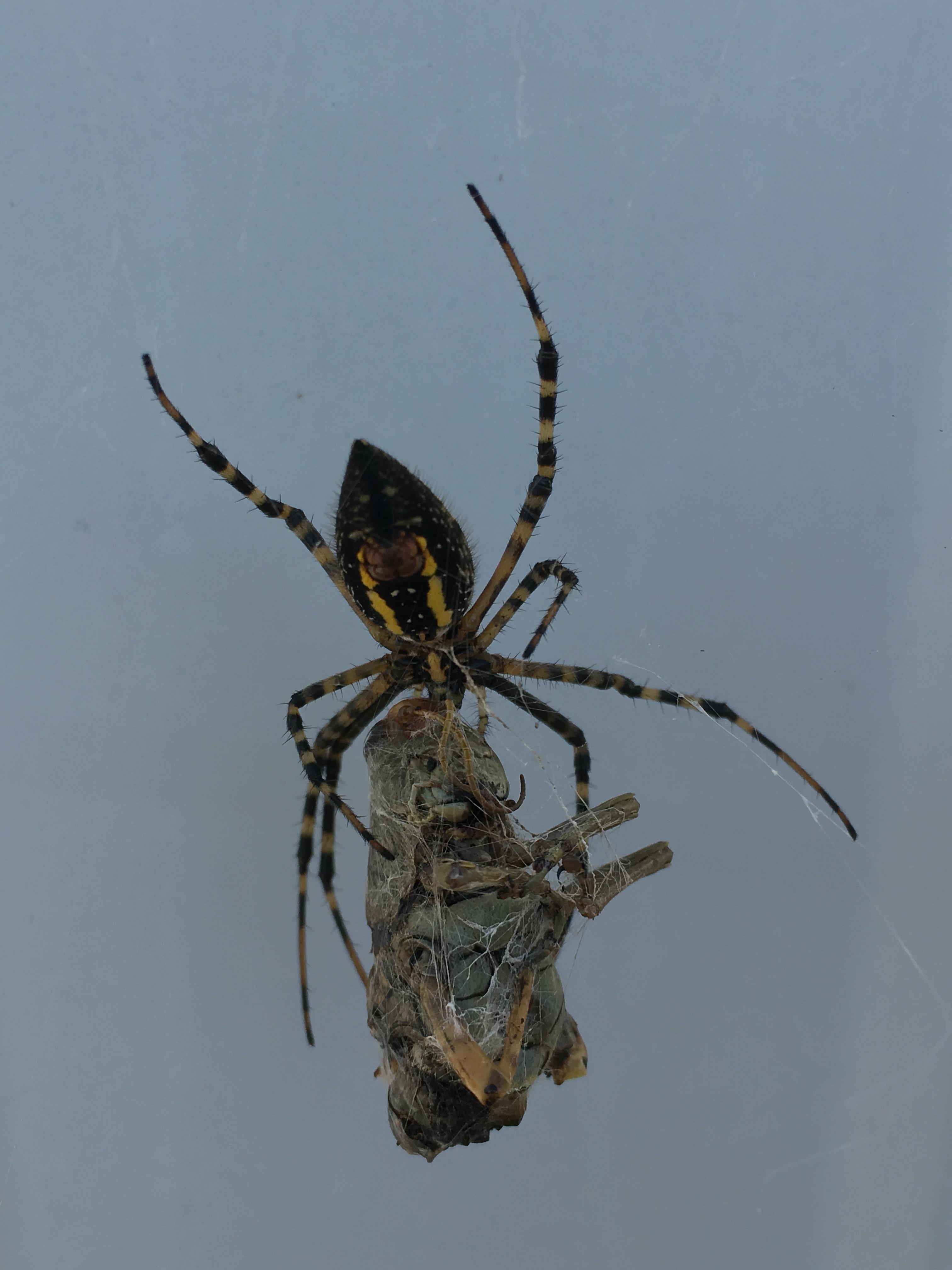 Garden spider eating a locust r/natureismetal
