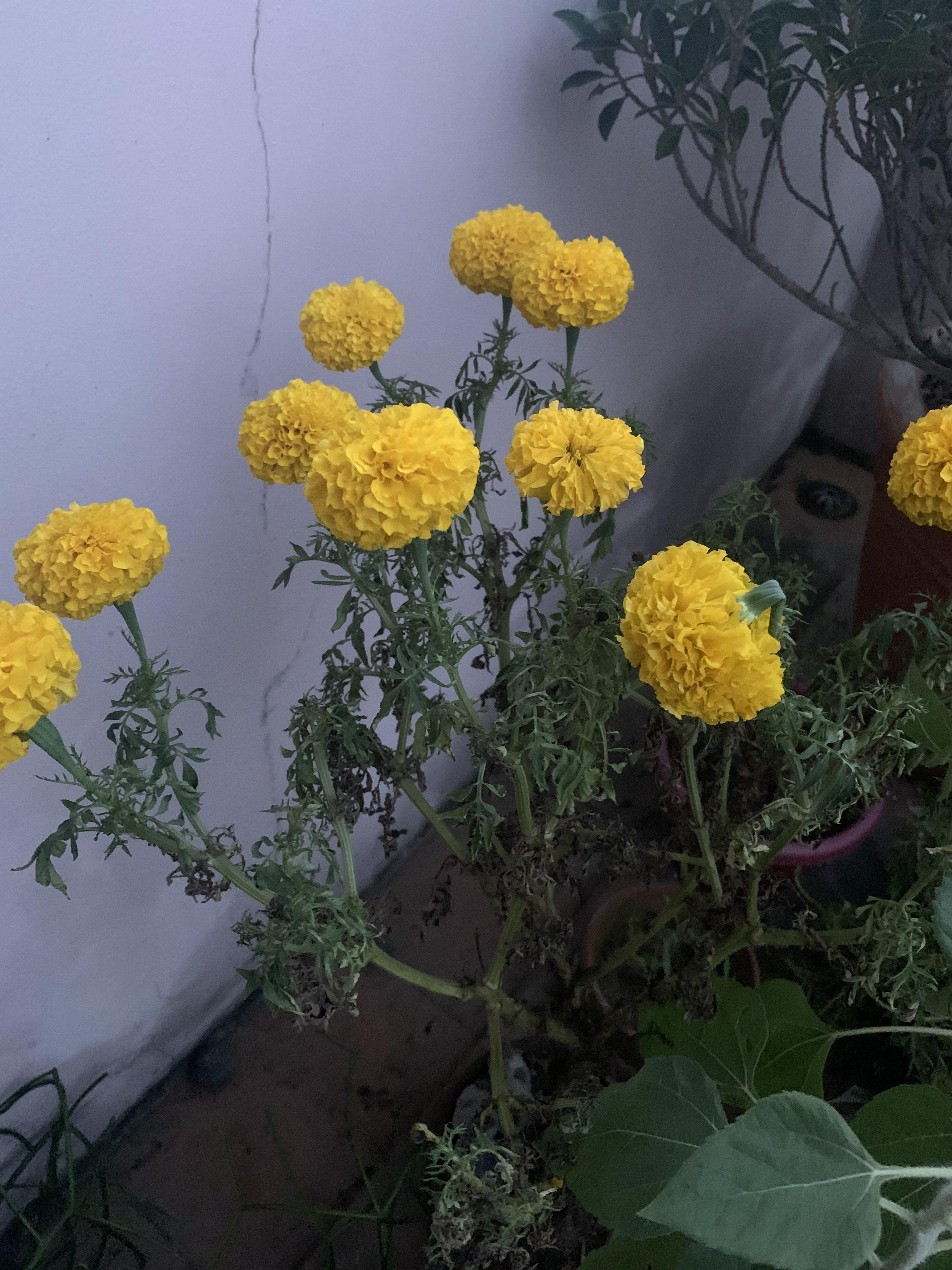 Why are my marigolds drooping ive been keeping the soil moist and its been receiving direct sun